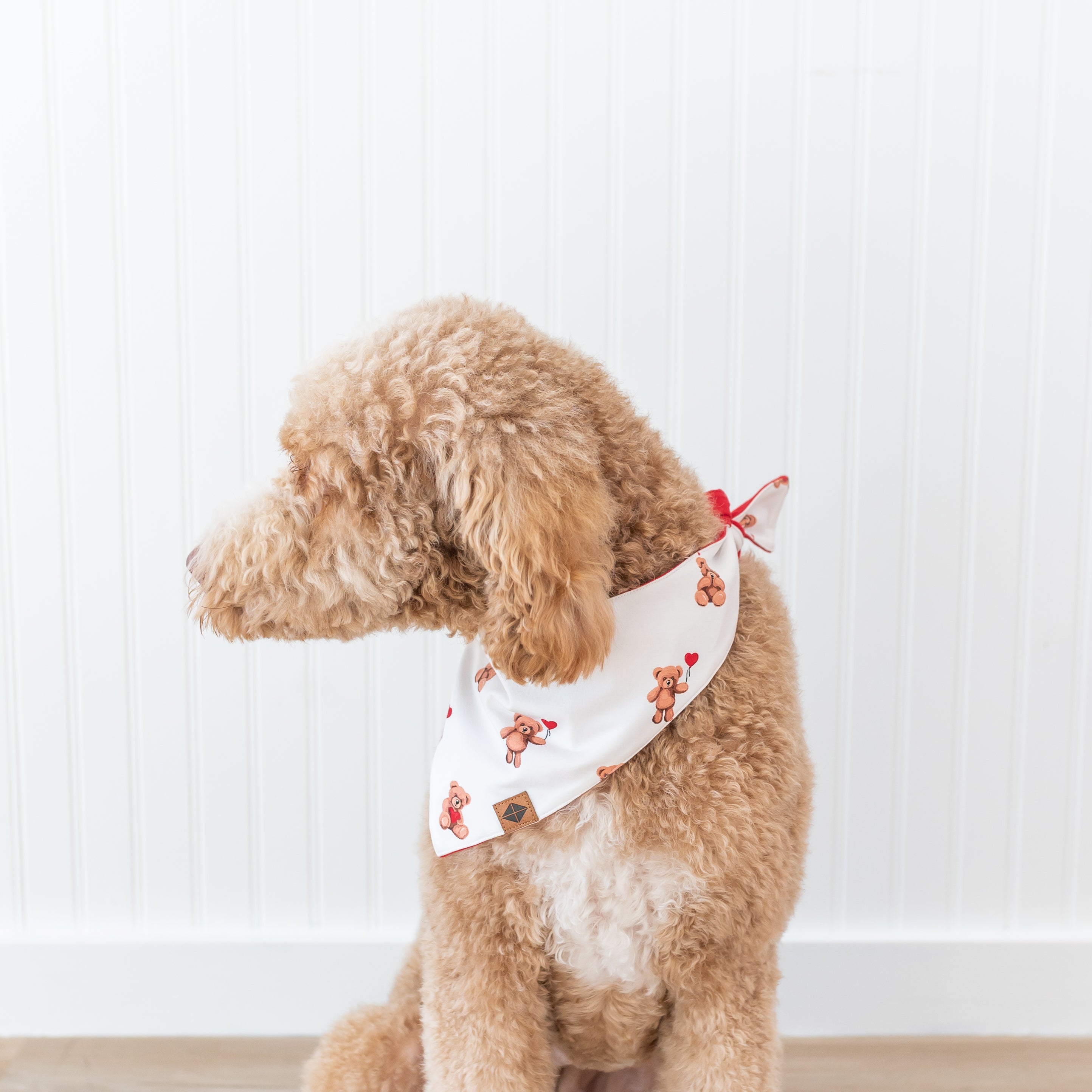 Medium sized dog wearing the Dog Bandana in Bear Hearts sitting in front of a white paneled wall looking off to the side