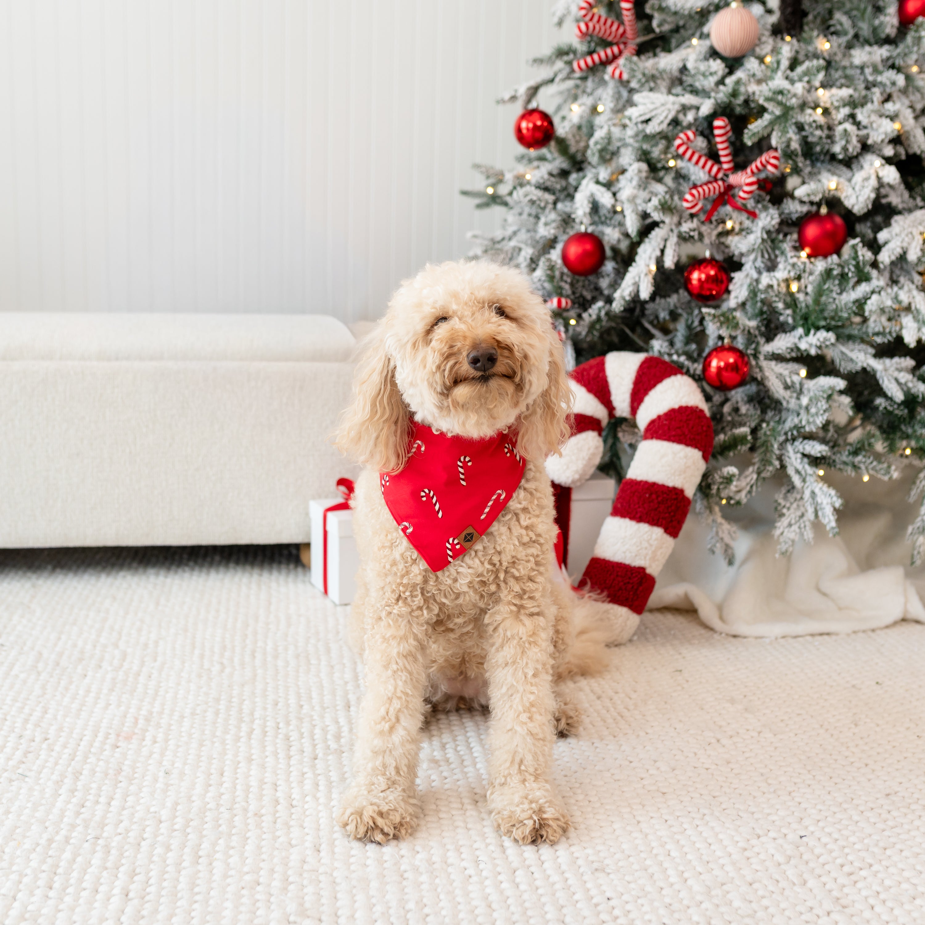Medium sized dog standing in front of a decorated Christmas tree wearing the Dog Bandana in Candy Cane
