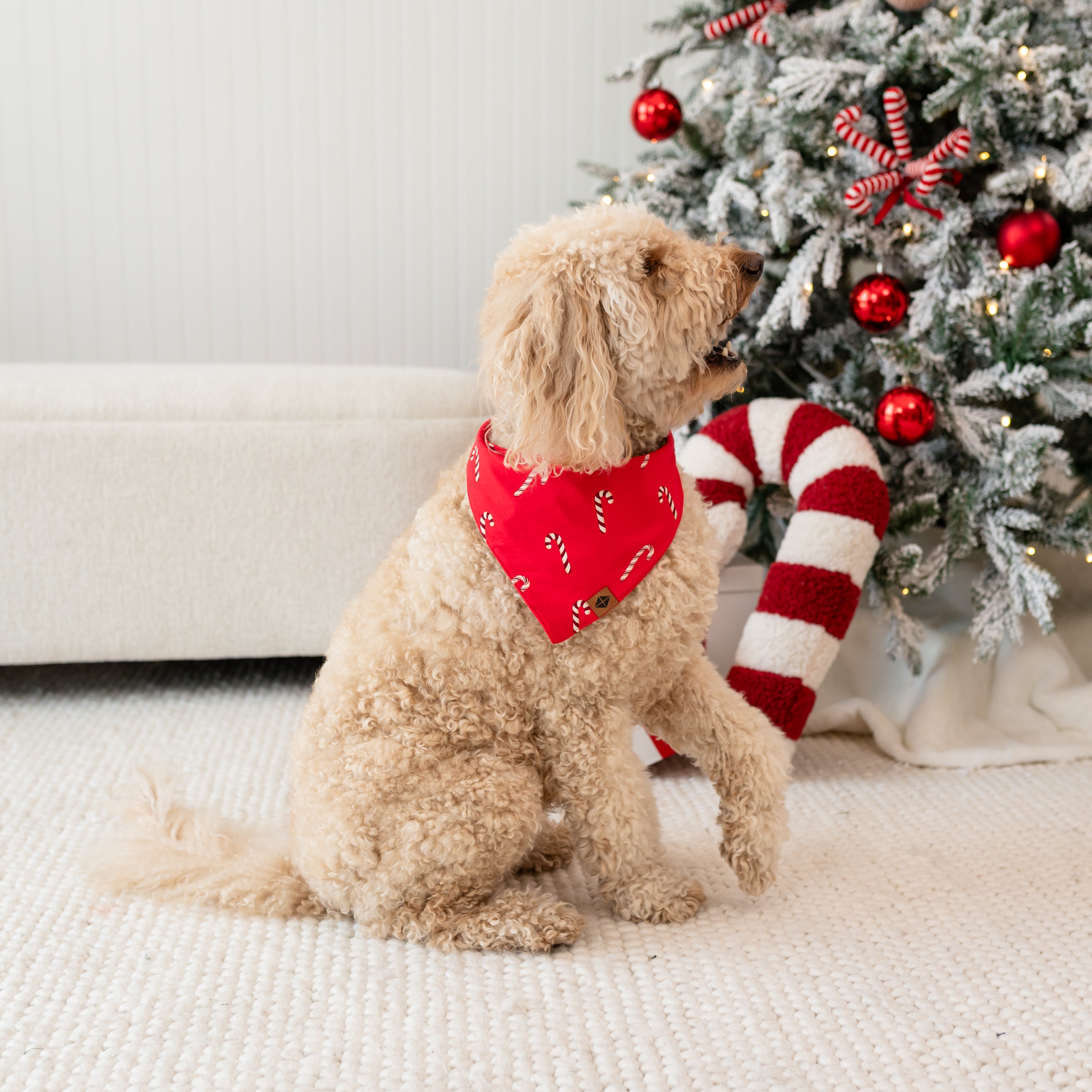 Medium sized dog sitting on a cream carpet in front of a decorated Christmas tree facing the right wearing the Dog Bandana in Candy Cane