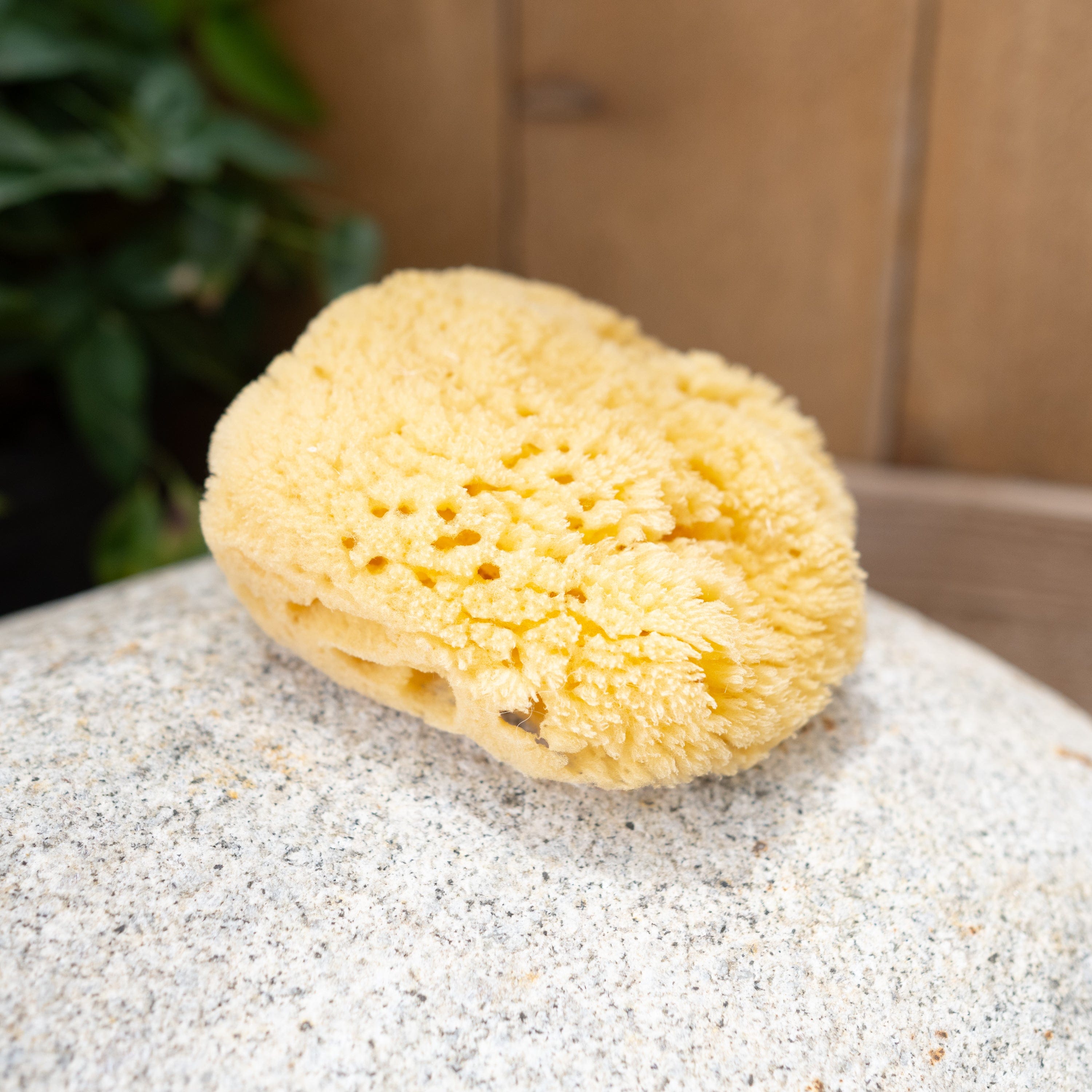 Sea Sponge shown dry on a stone