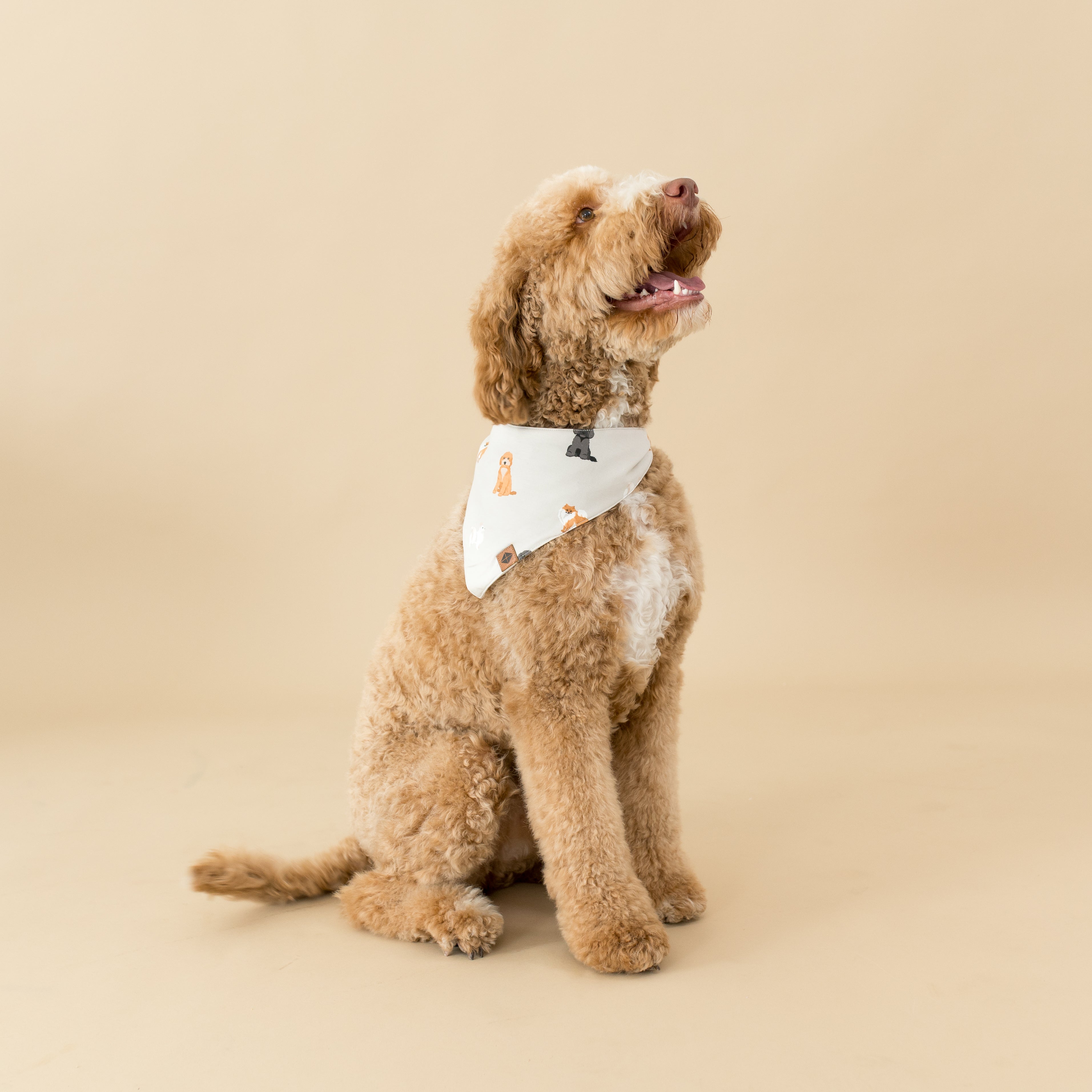 Dog wearing Dog Bandana in Fluffy Dog