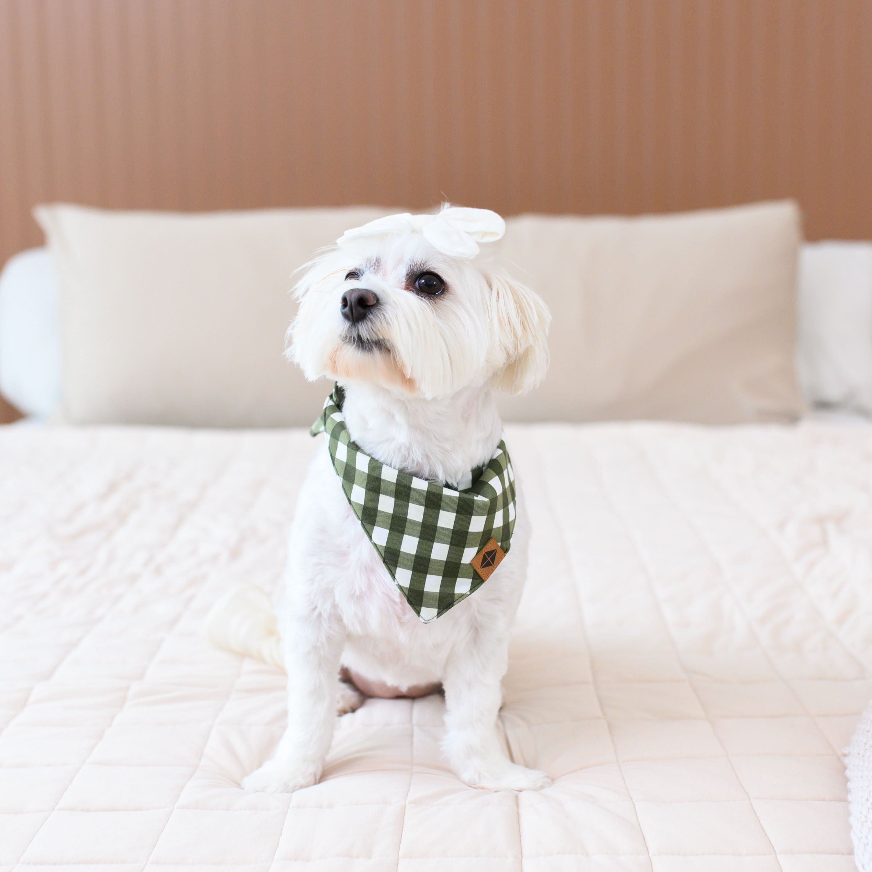 Small white dog sitting on the bed wearing the Dog Bandana in Gingham Fir