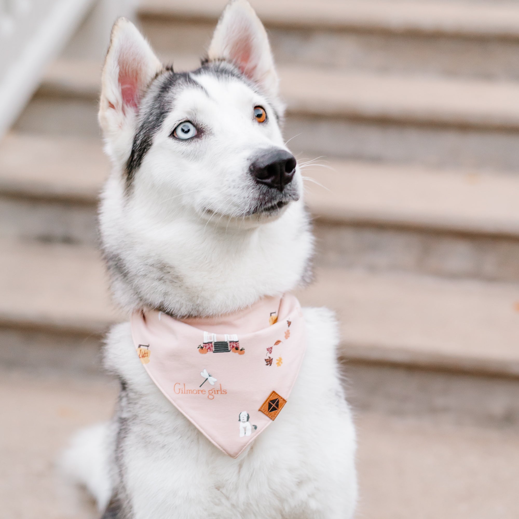 Husky dog wearing the Dog Bandana in Gilmore Girls