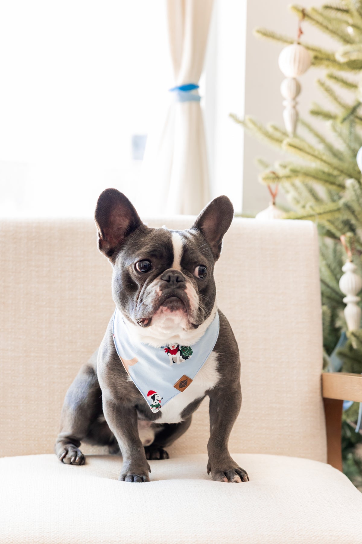 Dog wearing Dog Bandana in Holiday Pups print while sitting on a white chair