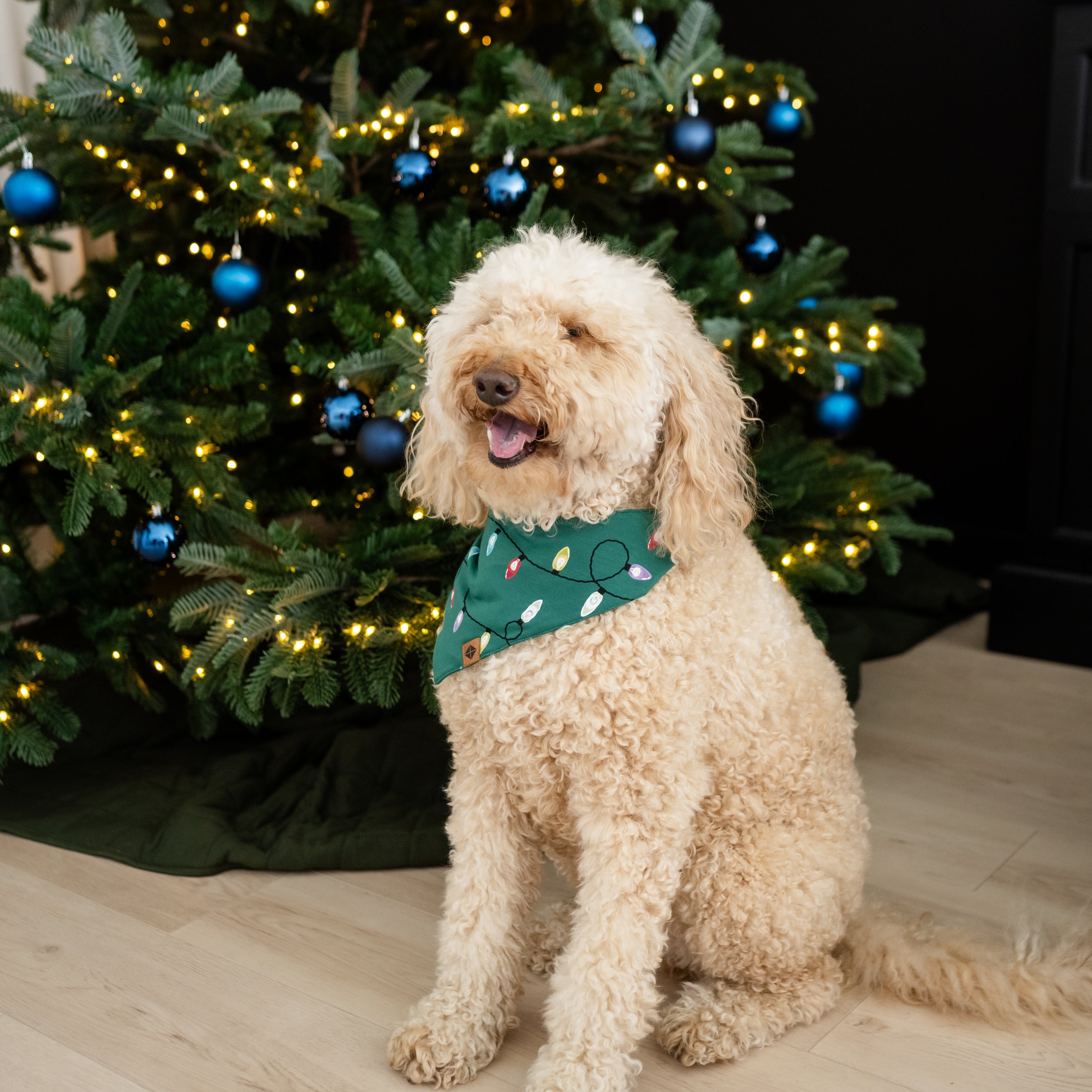 Medium sized dog sitting wearing the Dog Bandana in Merry and Bright in front of a decorated Christmas Tree