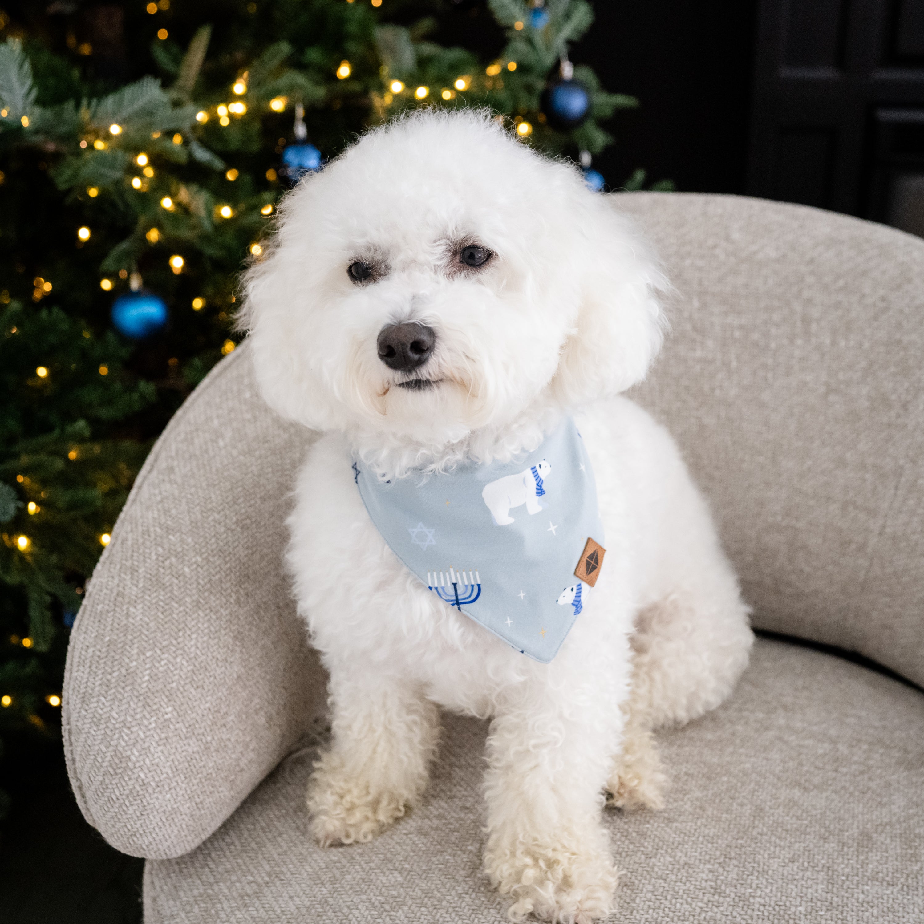 Small white dog sitting on a grey chair wearing the Dog Bandana in Polar Lights