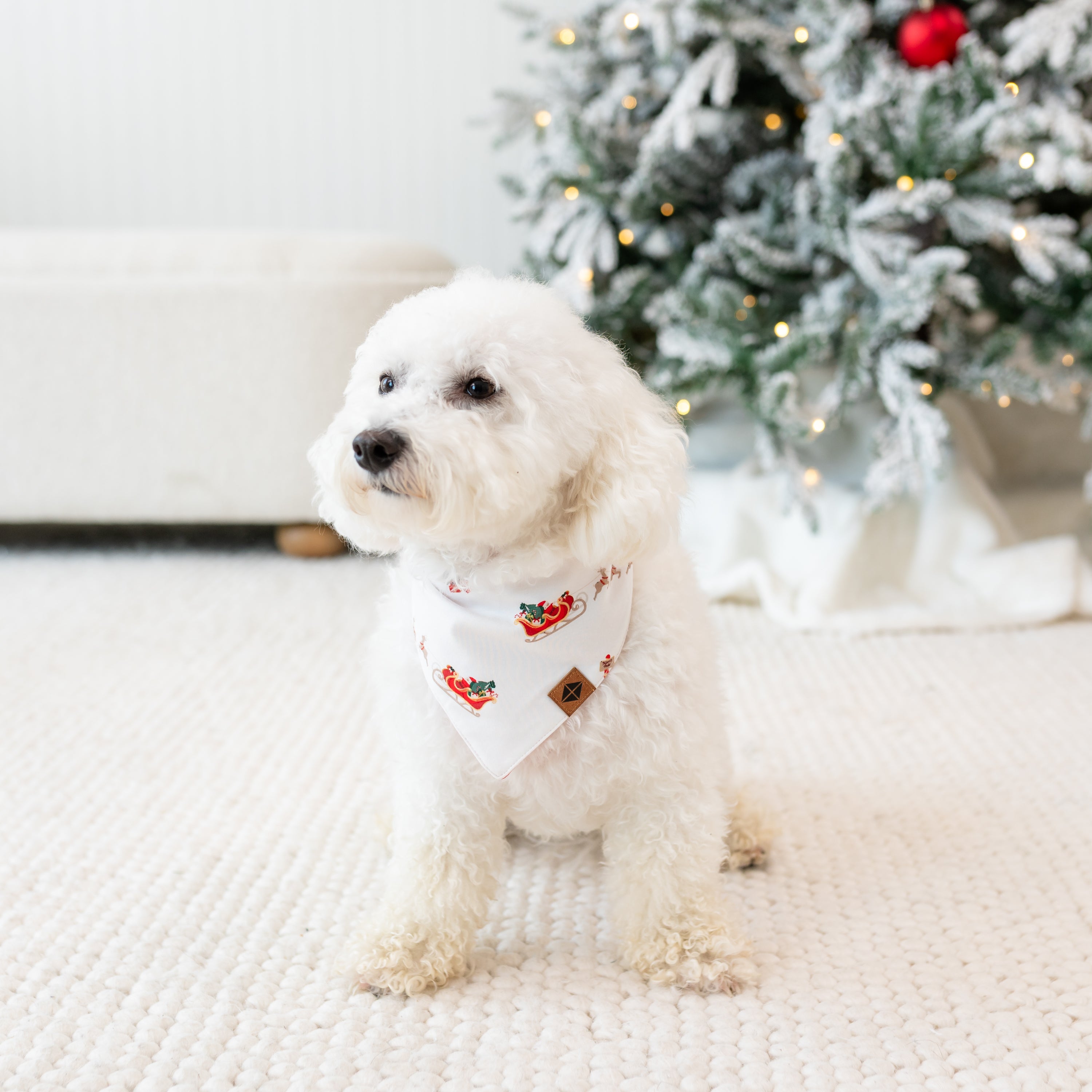 White dog wearing the Dog Bandana in Santa Sleigh