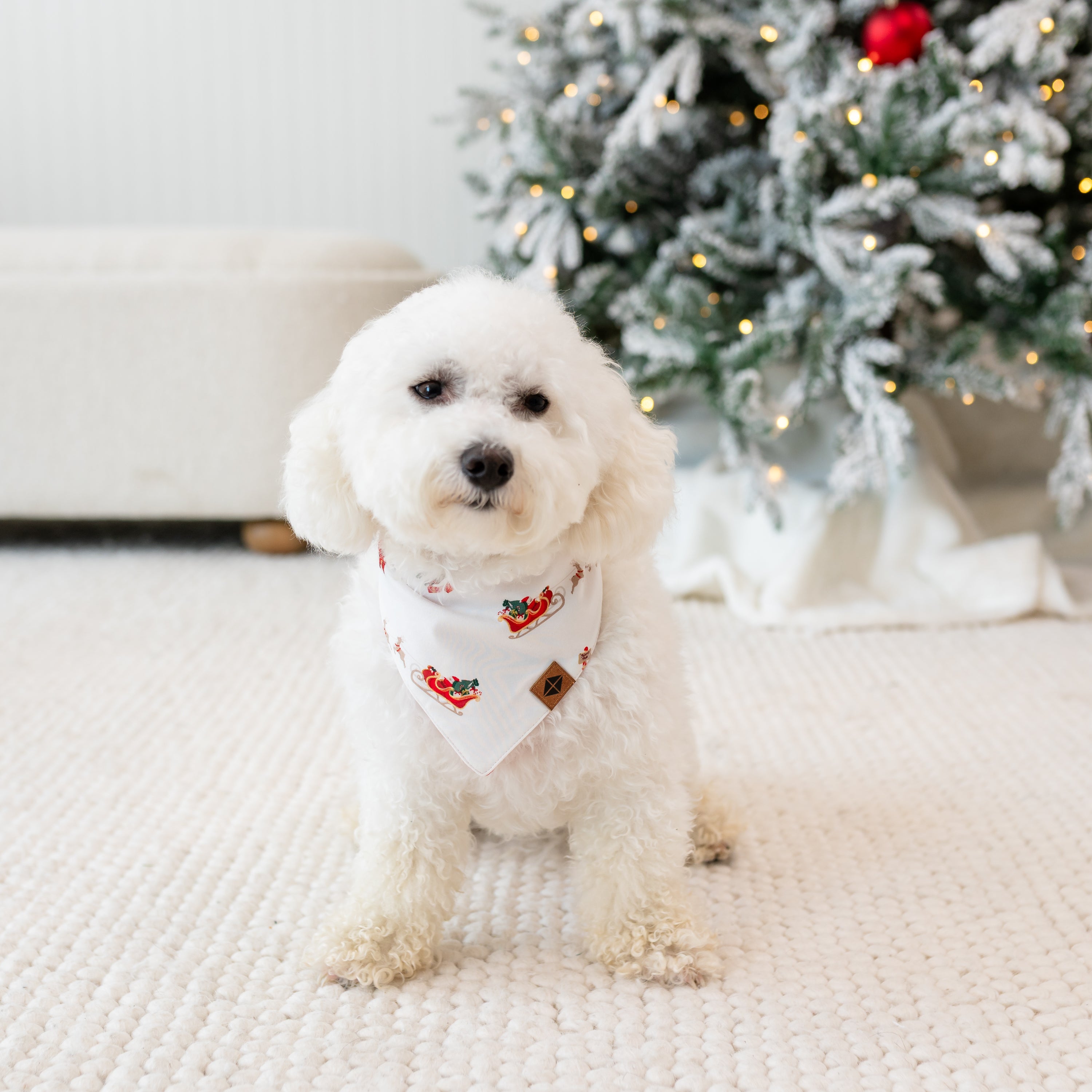 Small white dog wearing the Dog Bandana in Santa Sleigh
