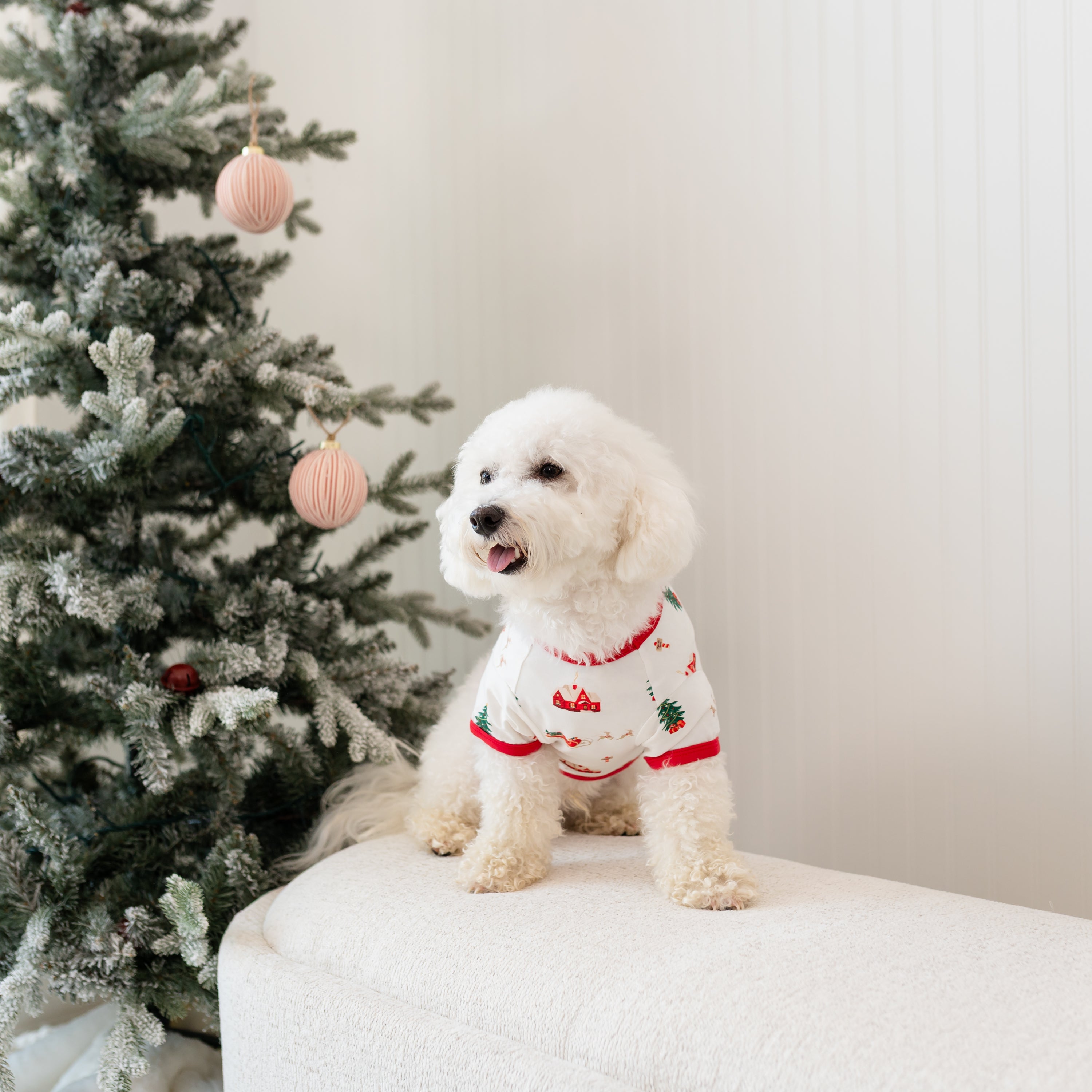 A small white dog sitting on a cream couch wearing the Dog Tee in Santa Sleigh