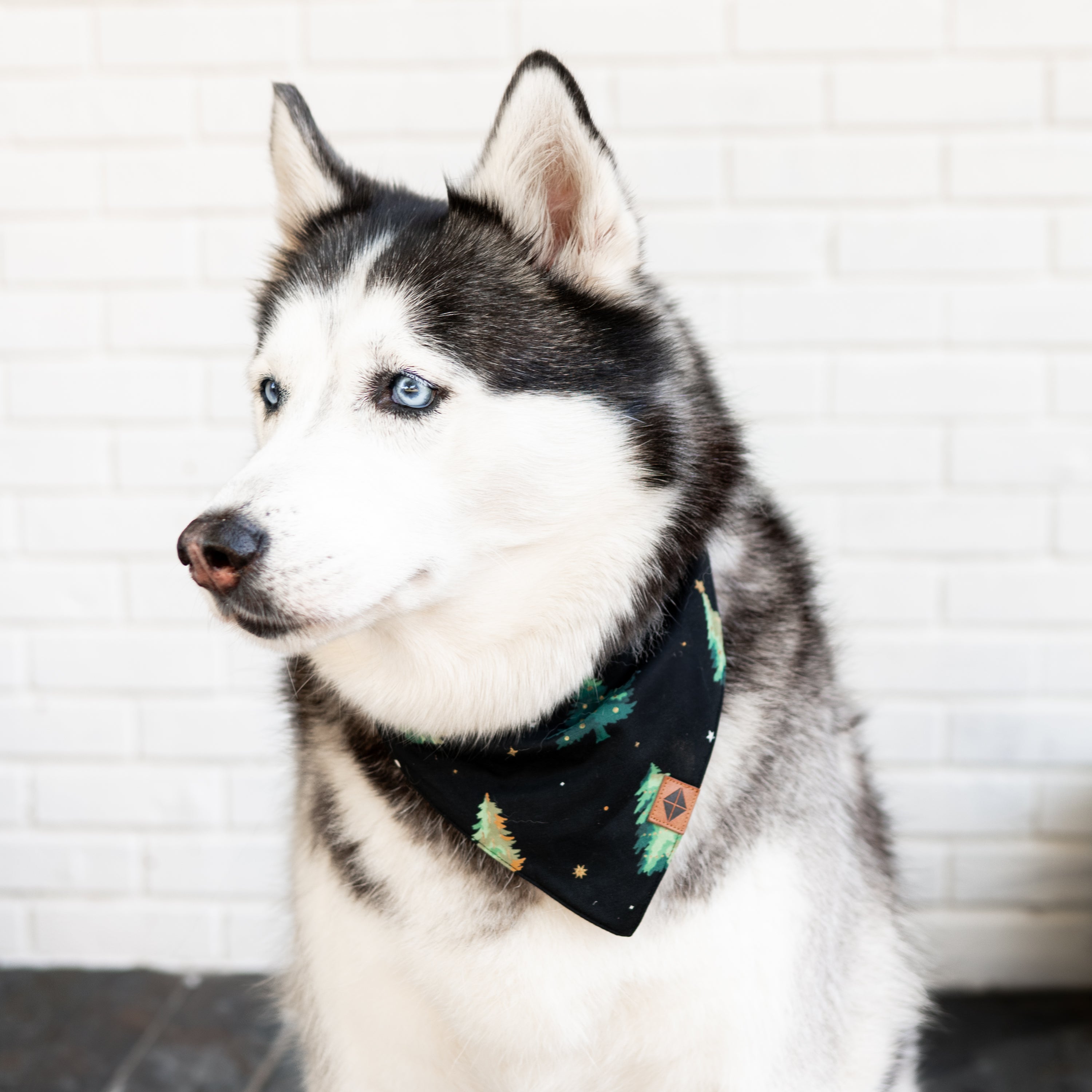 Husky Dog wearing the Dog Bandana in Twinkle Tree