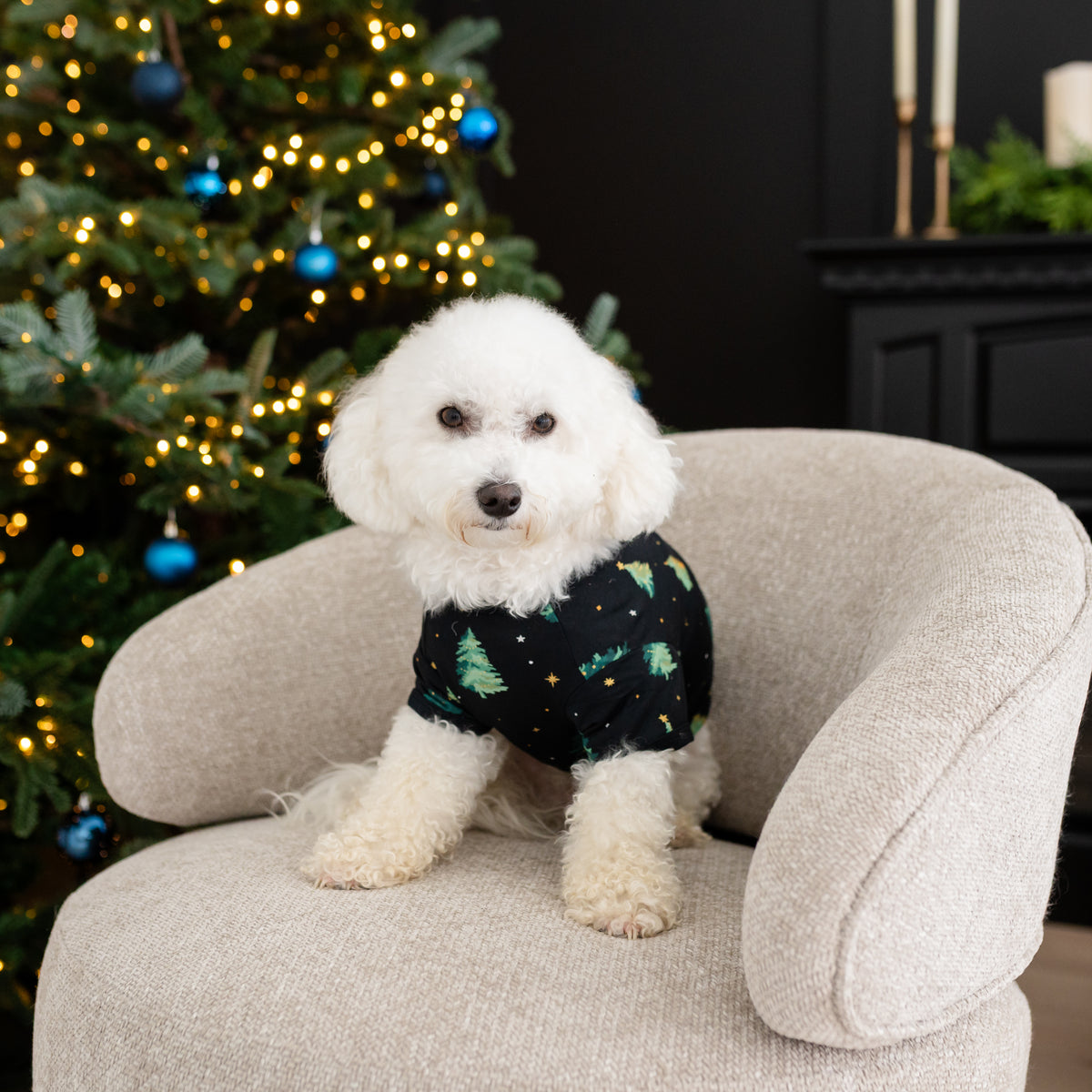 Small white dog sitting on a chair in front of a Christmas tree wearing the Dog Tee in Twinkle Tree