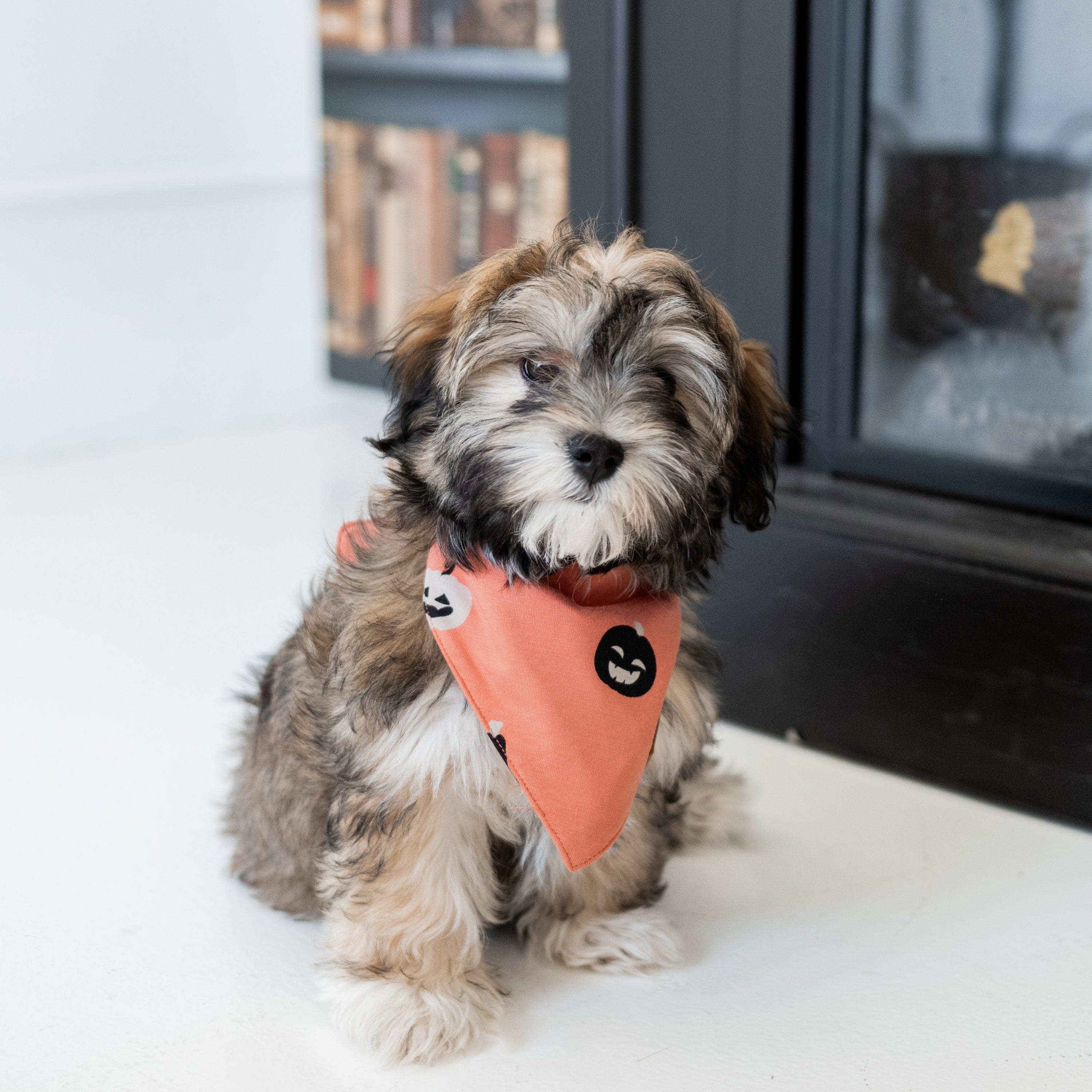 Kyte Baby Dog Bandana Dog Bandana in Carve