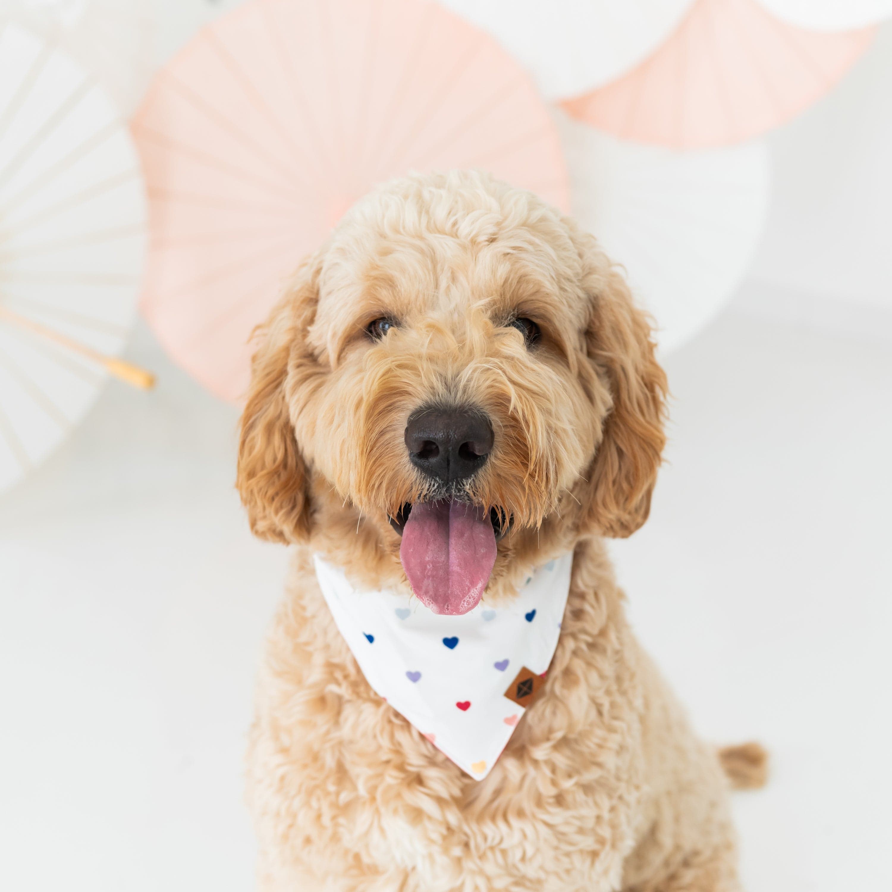 Kyte Baby Dog Bandana Dog Bandana in Cloud Rainbow Heart