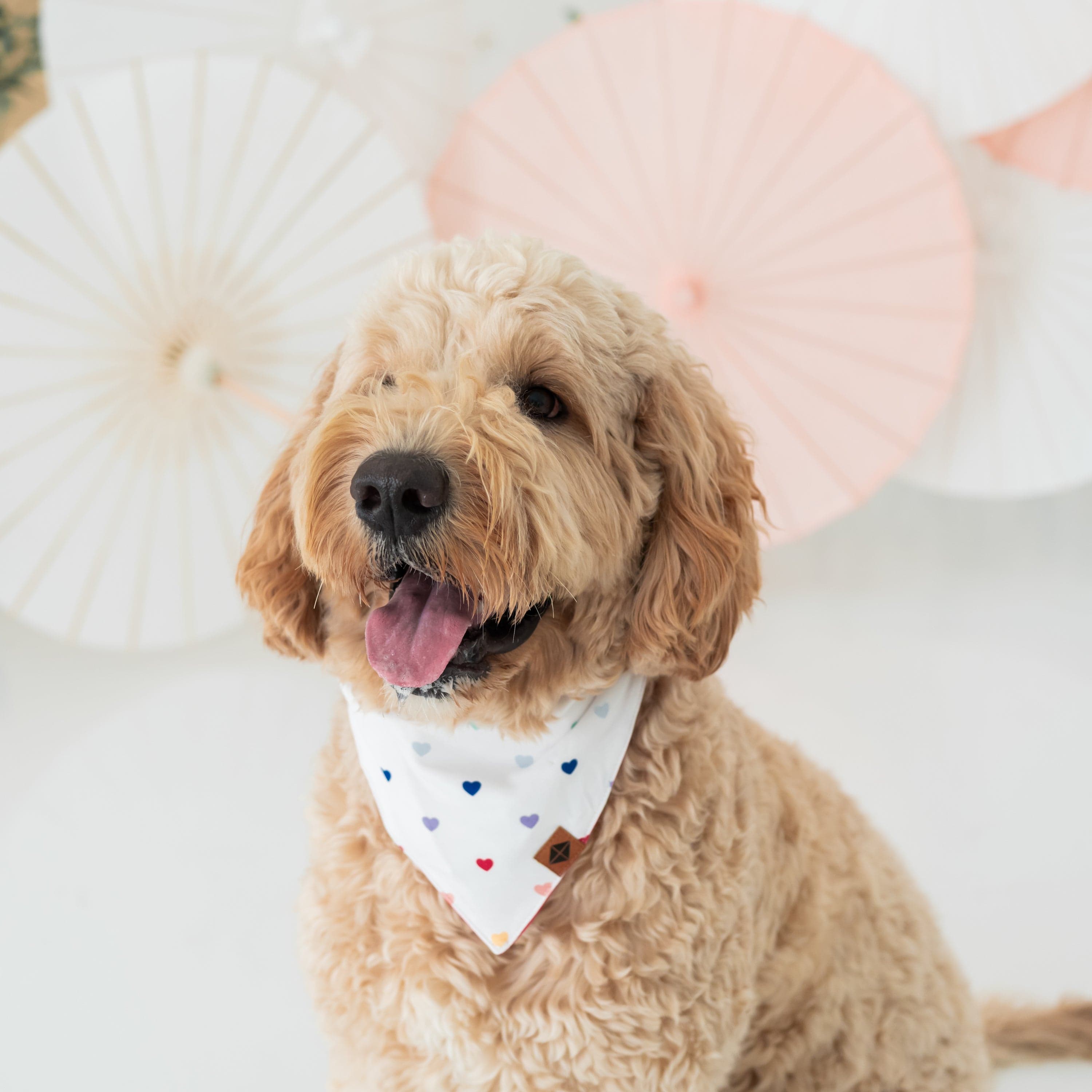 Kyte Baby Dog Bandana Dog Bandana in Cloud Rainbow Heart