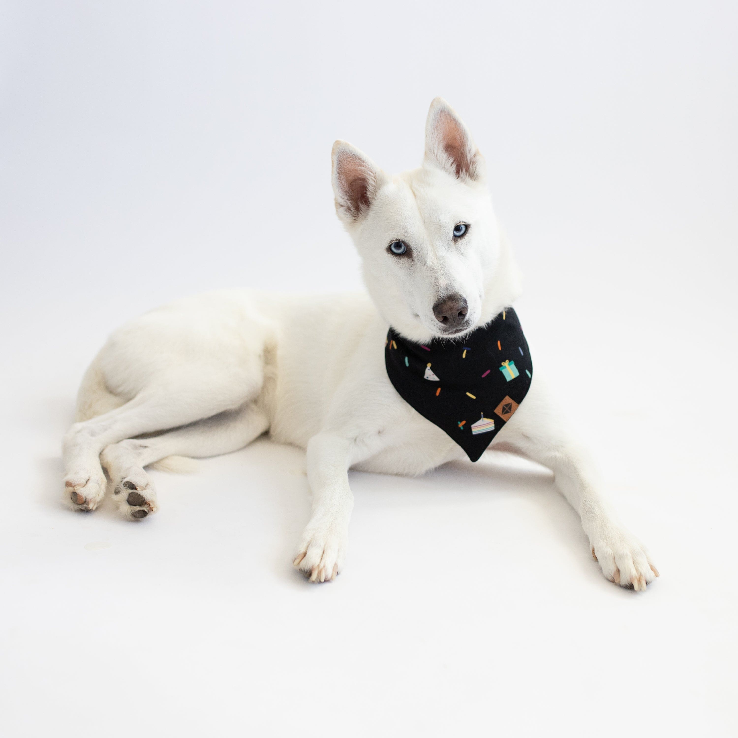Kyte Baby Dog Bandana Dog Bandana in Midnight Party