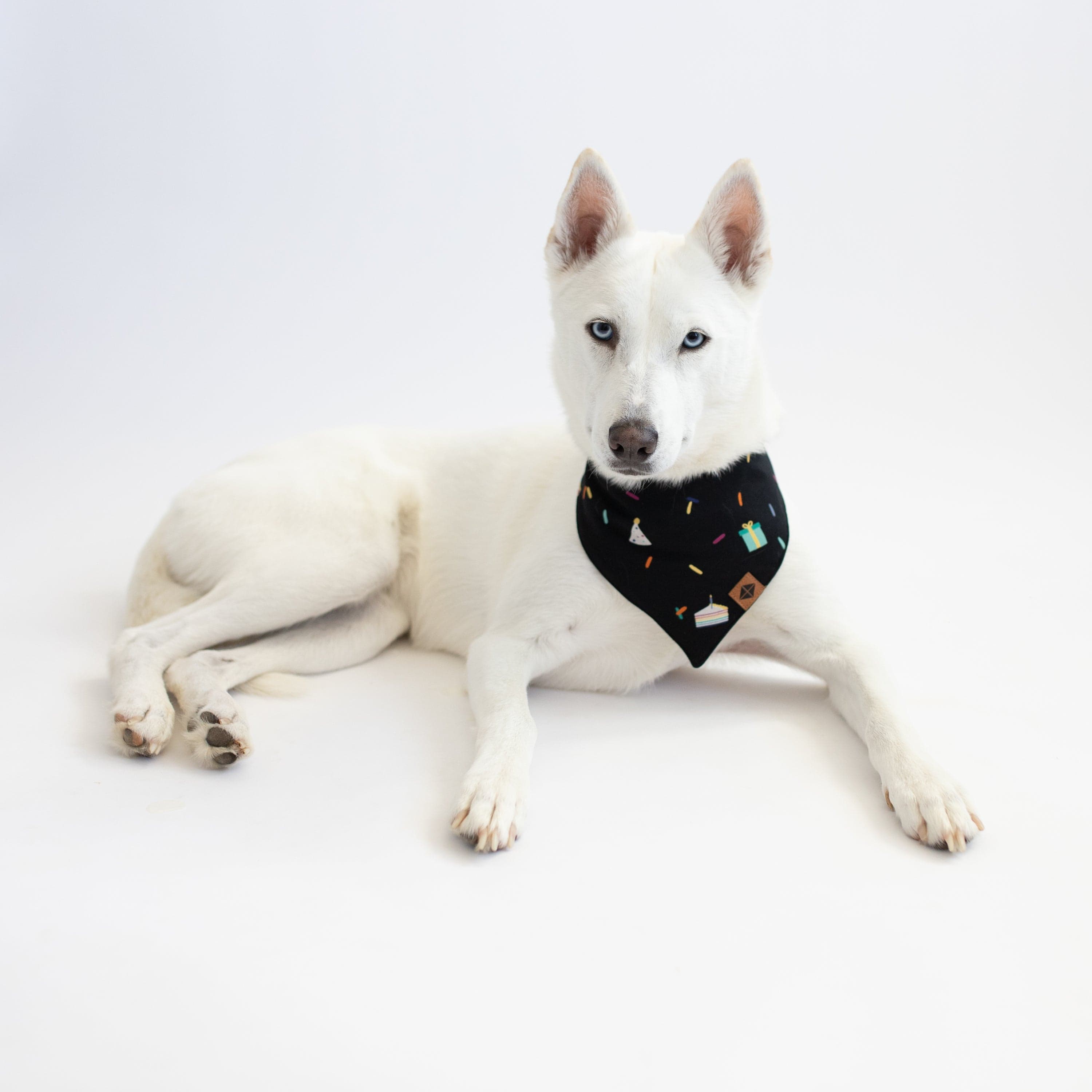 Kyte Baby Dog Bandana Dog Bandana in Midnight Party