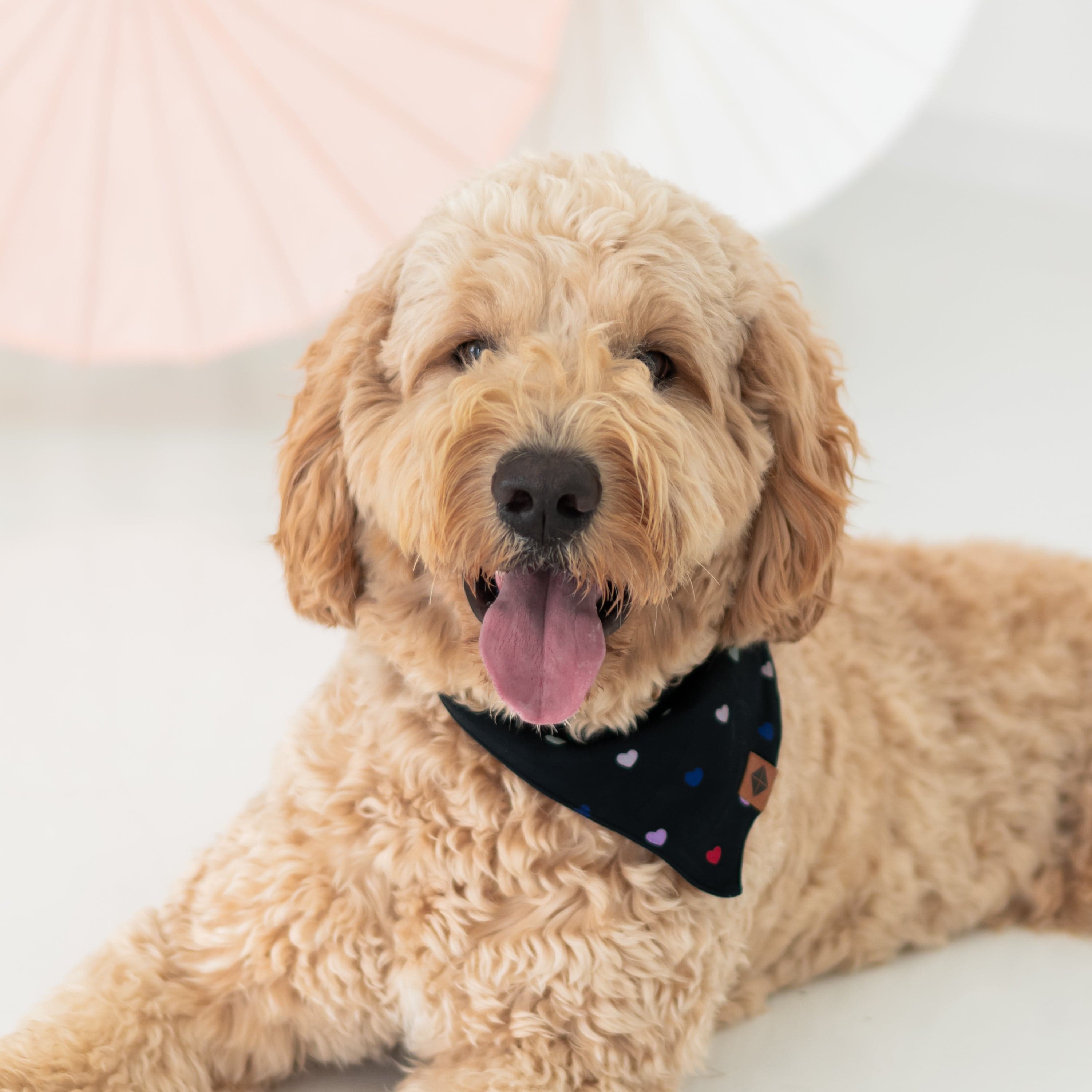 Kyte Baby Dog Bandana Dog Bandana in Midnight Rainbow Heart