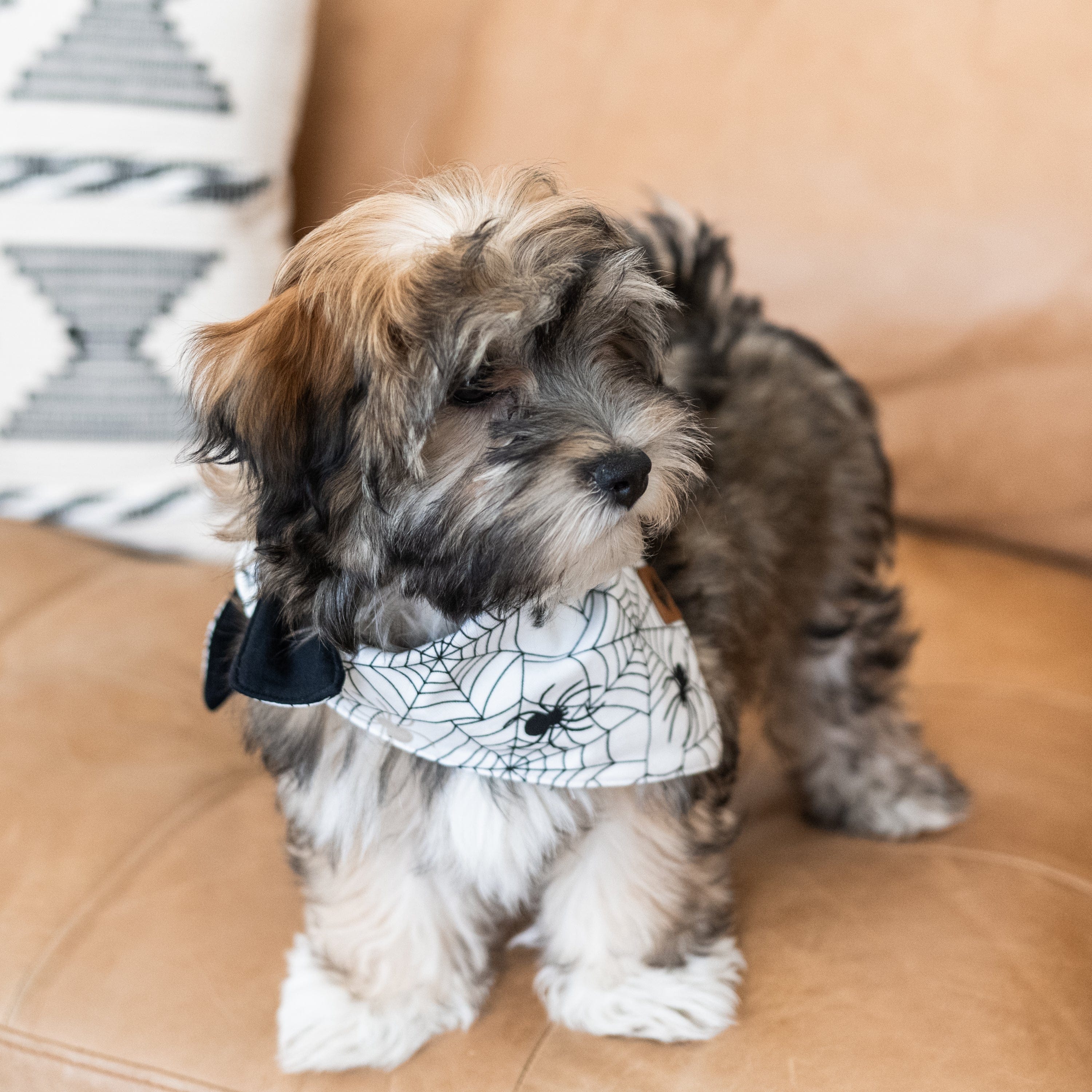 Kyte Baby Dog Bandana Dog Bandana in Spider