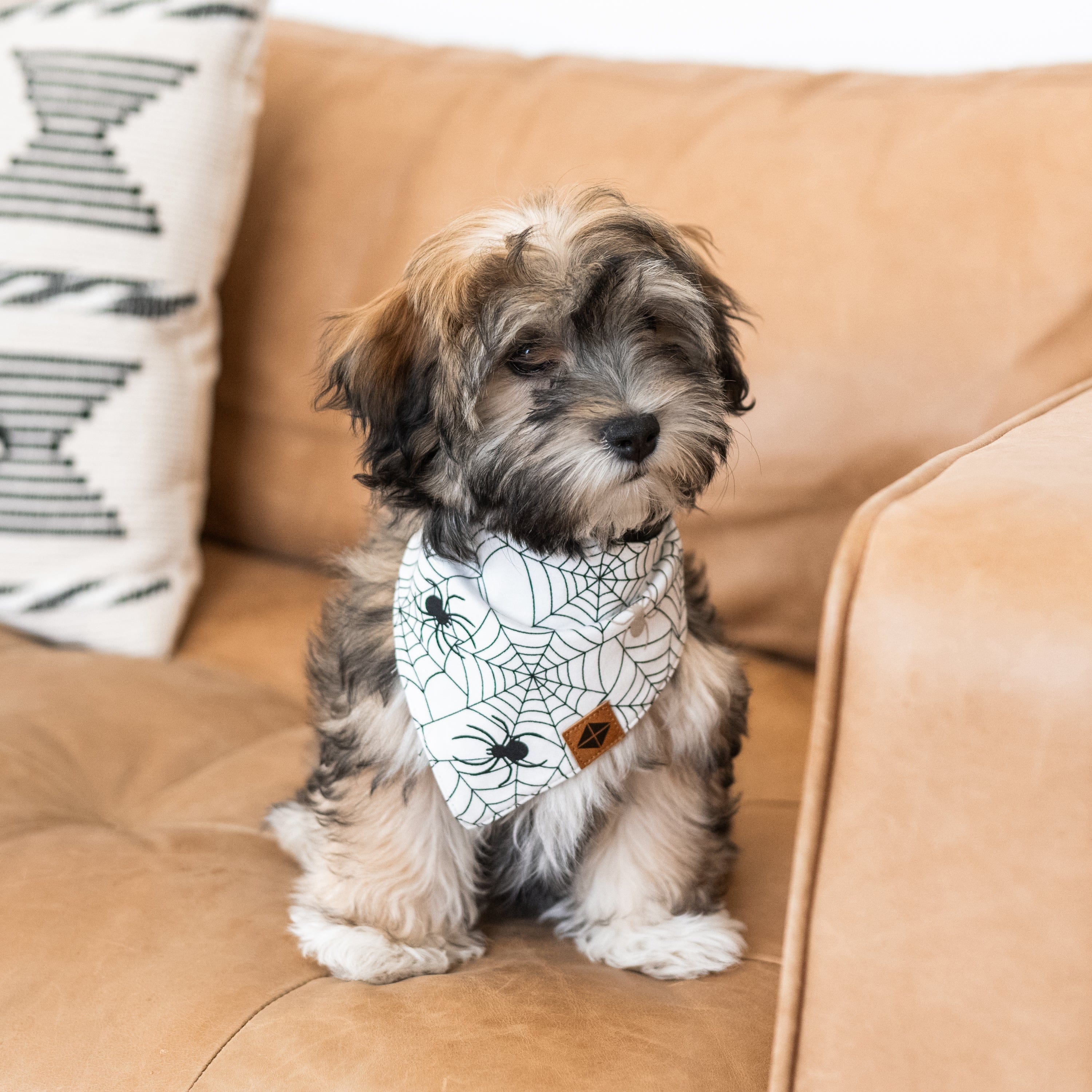 Kyte Baby Dog Bandana Dog Bandana in Spider