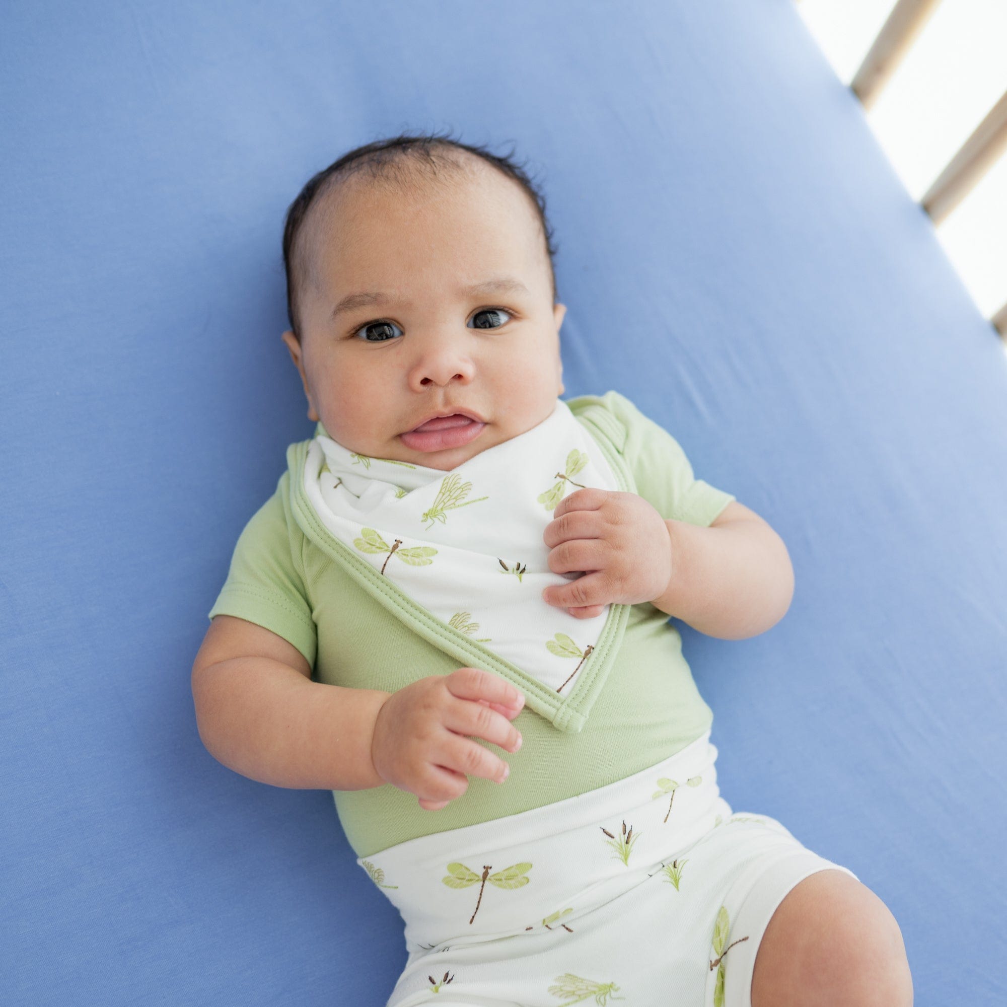 Bib in Dragonfly