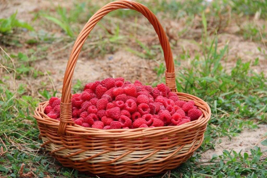 7 Reasons Why Pregnant Moms Should Eat Raspberries