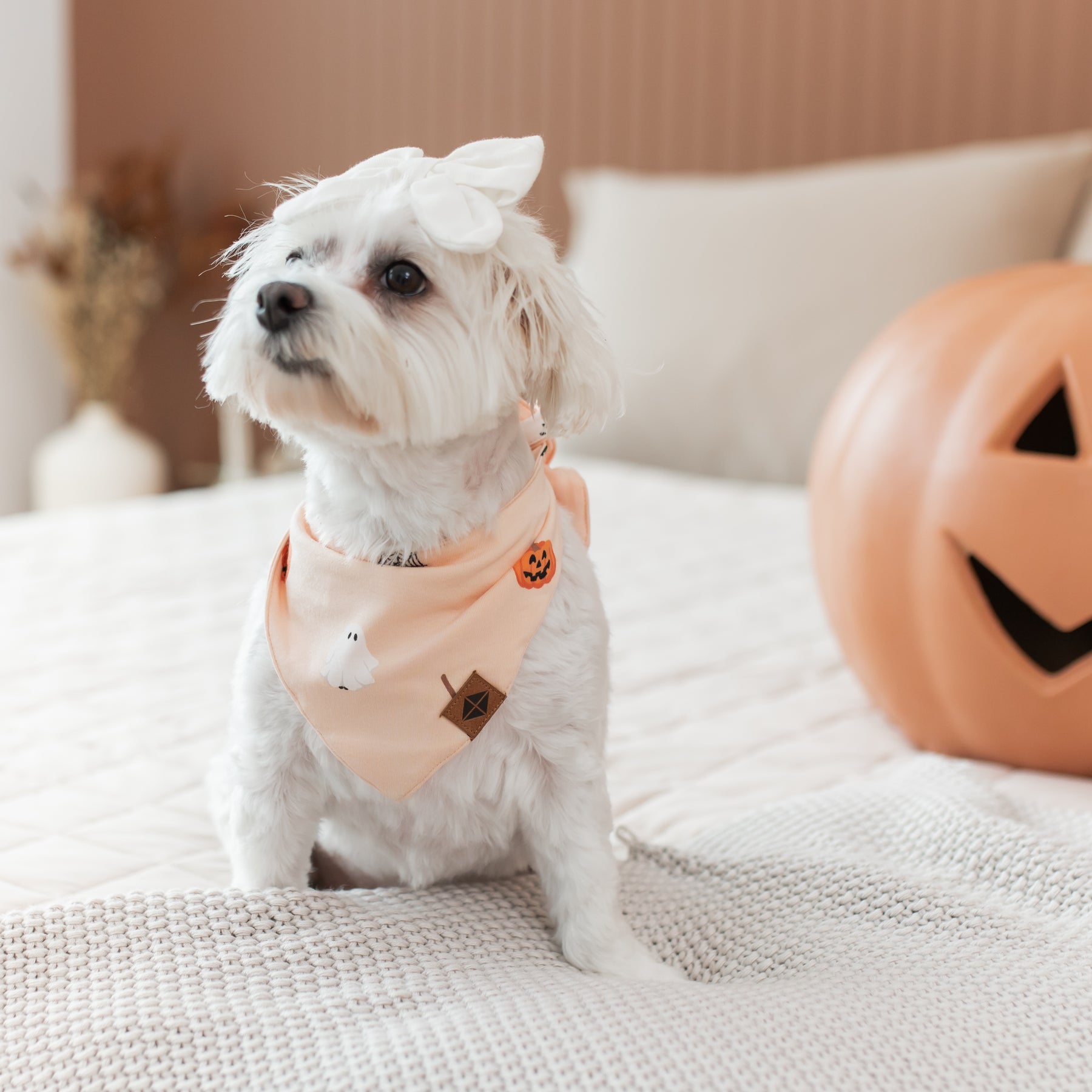 Small white dog wearing a Halloween bandana and bow tie, sitting on a bed with a pumpkin decoration.