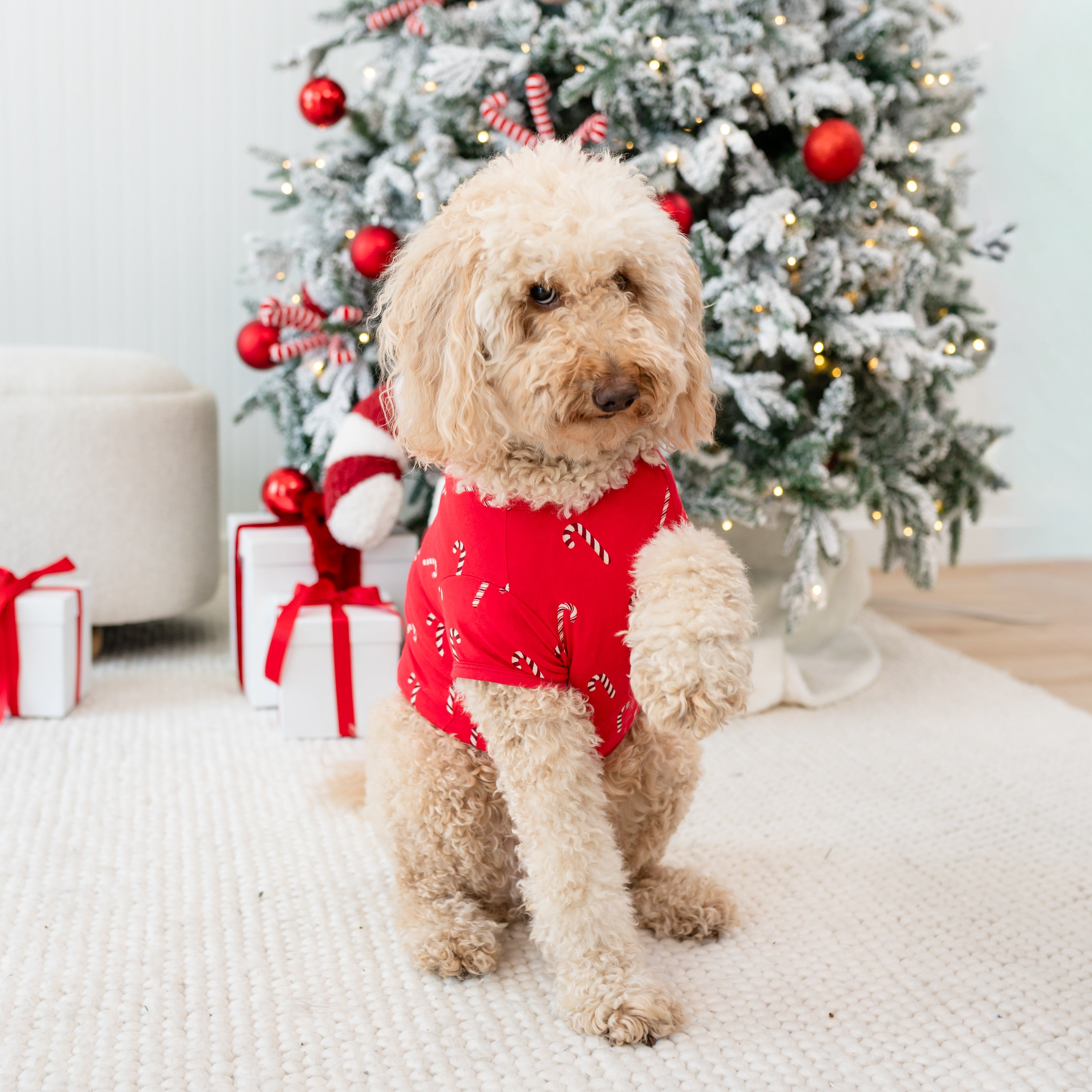 Medium sized dog wearing the Dog Tee in Candy Cane standing on a cream carpet in front of a decorated Christmas Tree