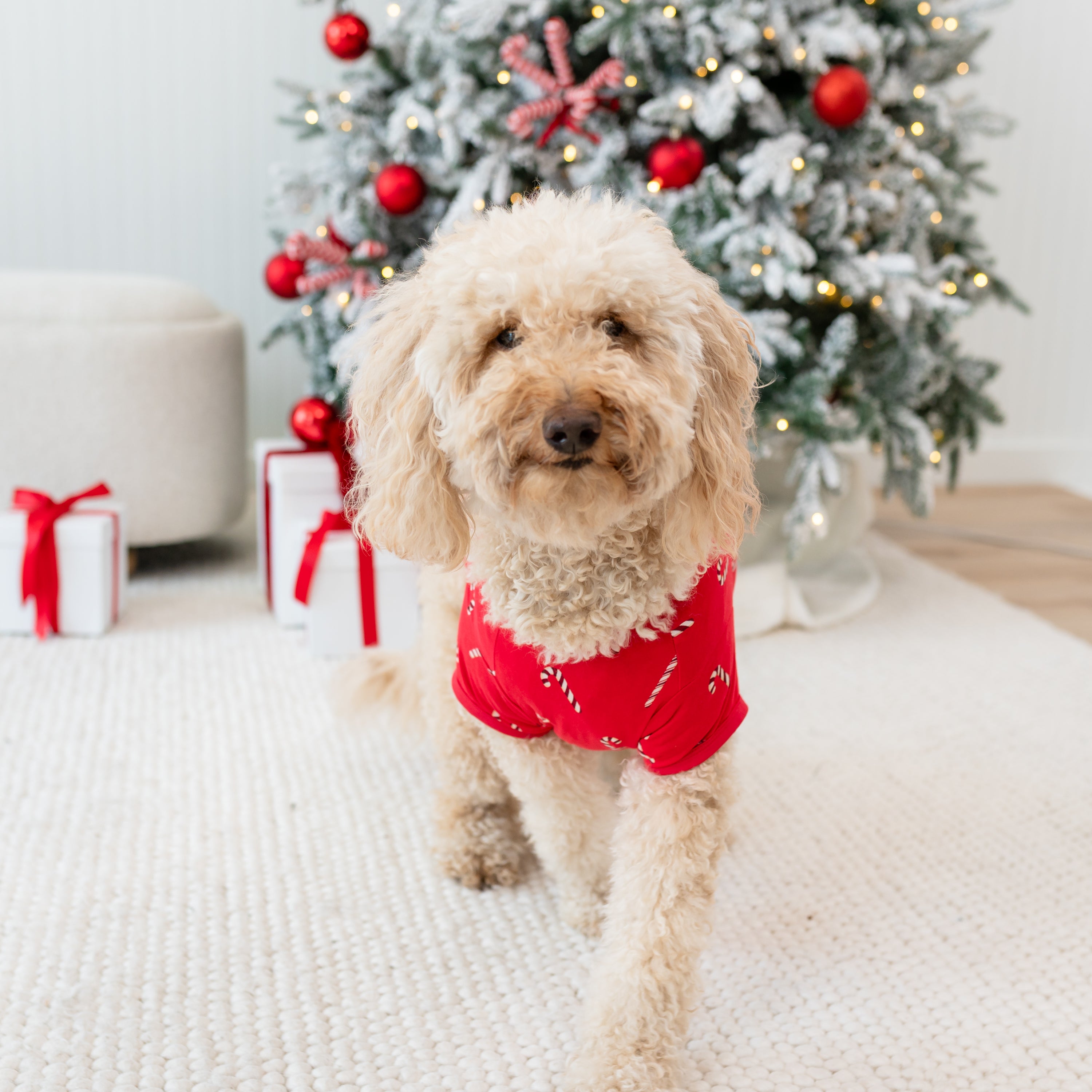 Medium sized dog walking on a cream carpet in front of a decorated Christmas tree wearing the Dog Tee in Candy Cane