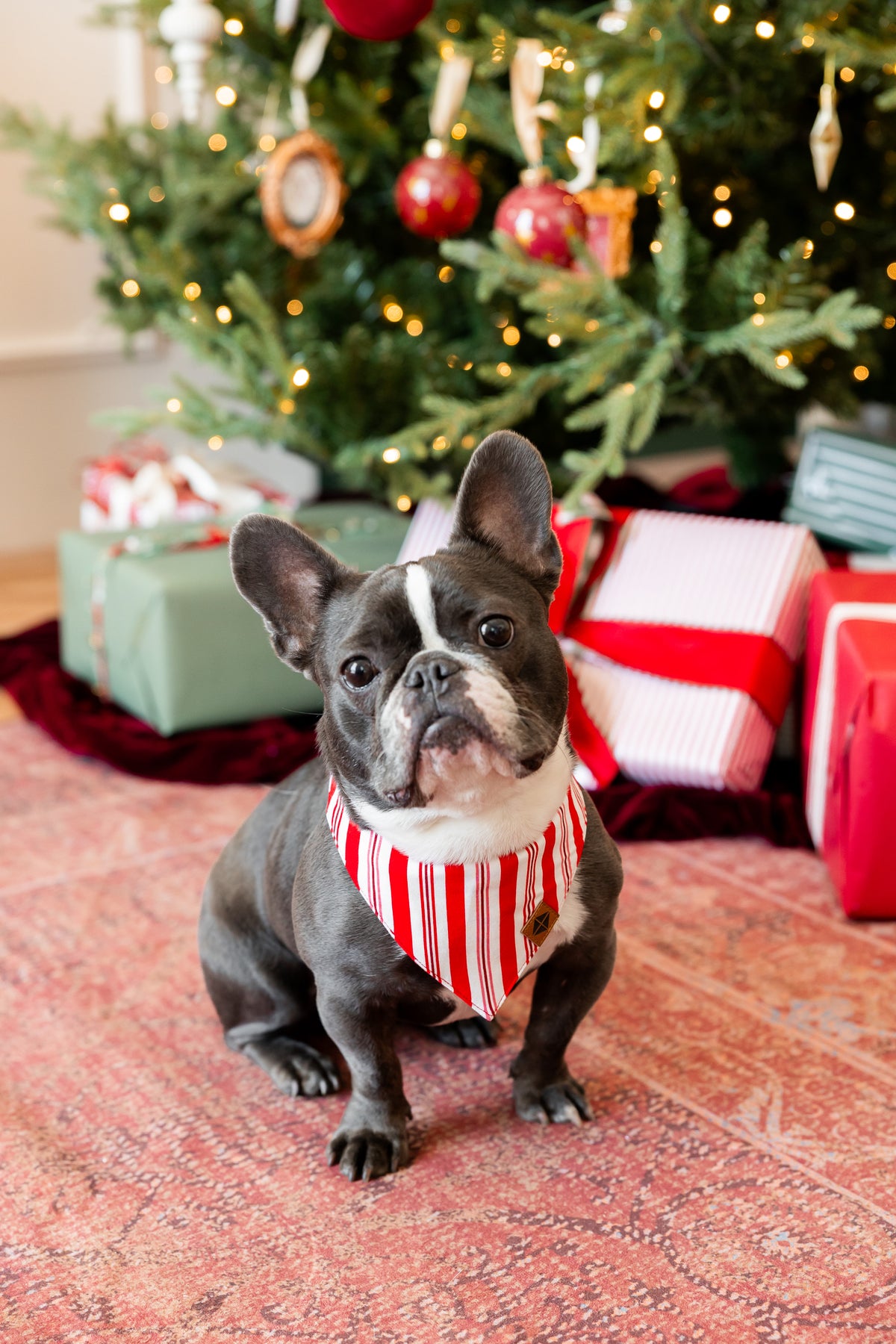 Dog wearing Dog Bandana in red and white Peppermint Stripes print with Christmas tree and presents in the background