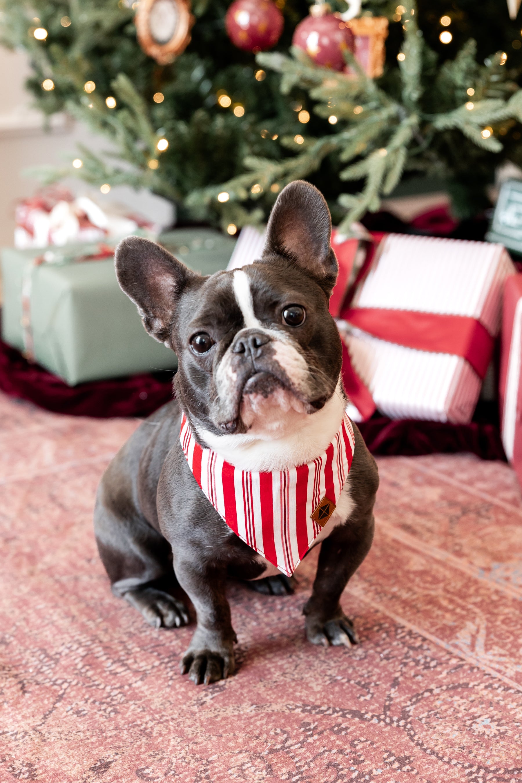 Dog wearing Dog Bandana in red and white Peppermint Stripes print with Christmas tree and presents in the background