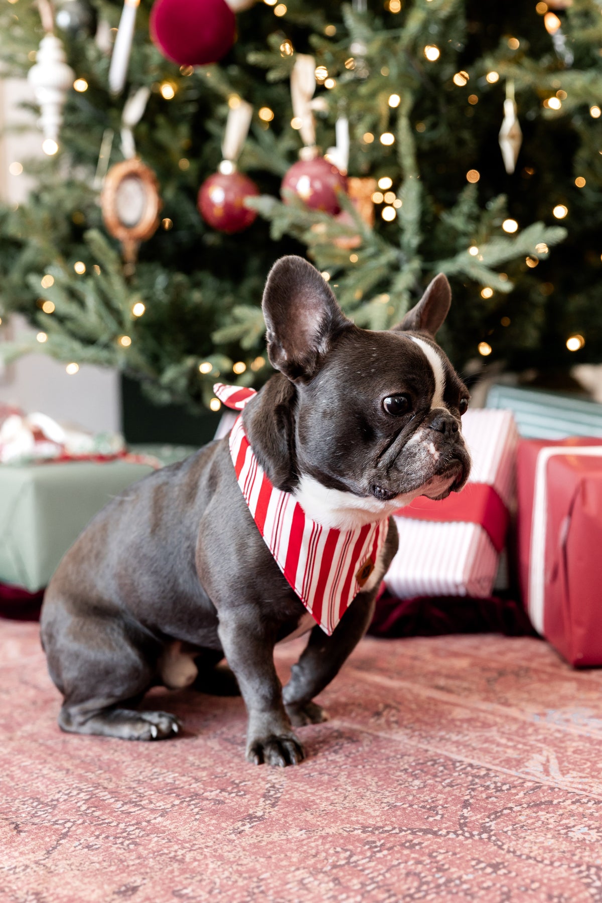 Dog wearing Dog Bandana in red and white Peppermint Stripes print with Christmas tree and presents in the background