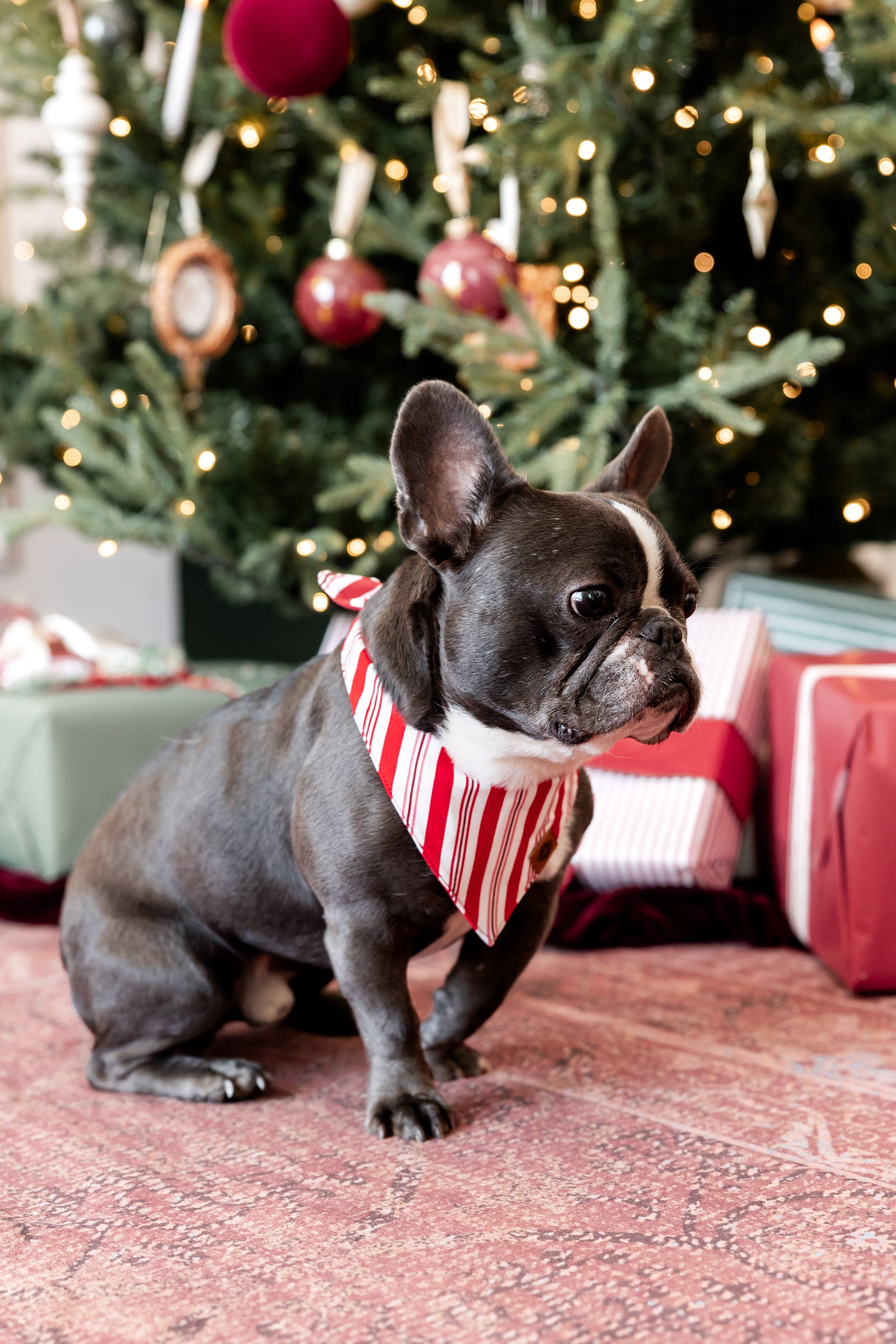 Dog wearing Dog Bandana in red and white Peppermint Stripes print with Christmas tree and presents in the background