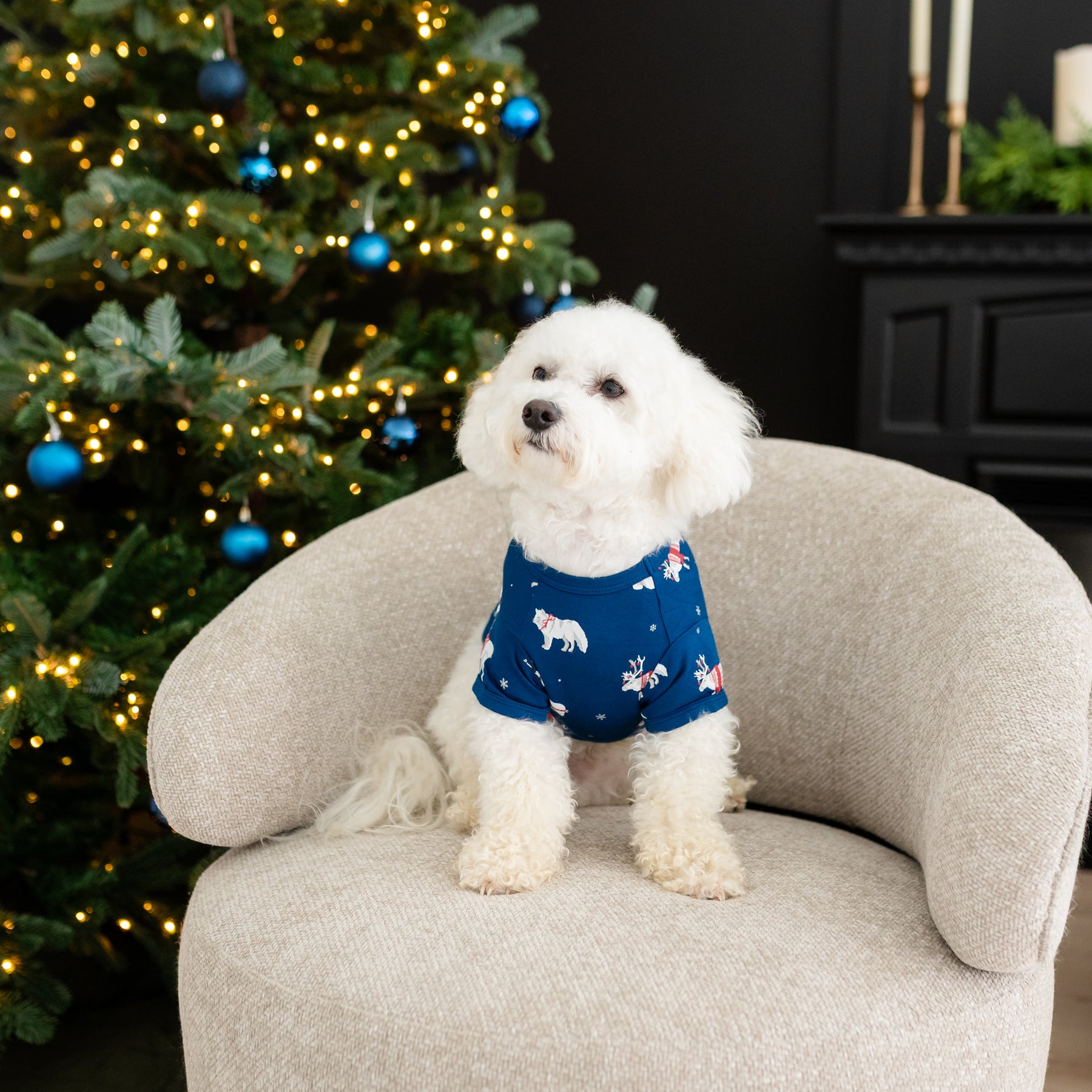 Small white dog sitting on a cushioned chair wearing the Dog Tee in Frosty Friends