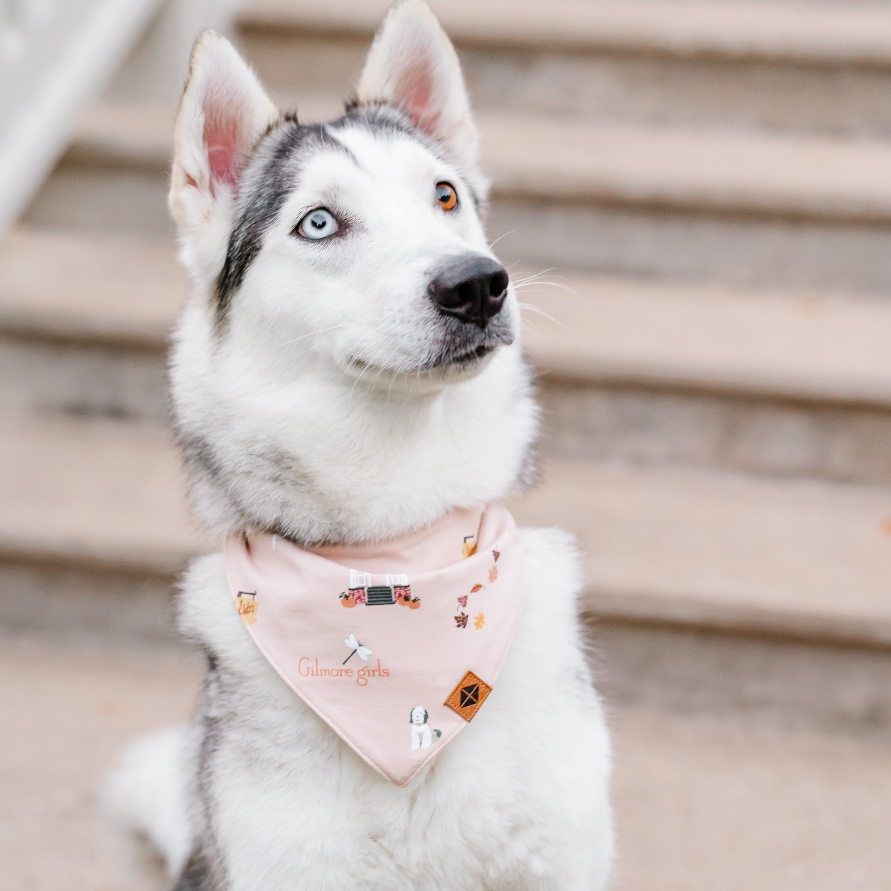 Husky dog wearing the Dog Bandana in Gilmore Girls