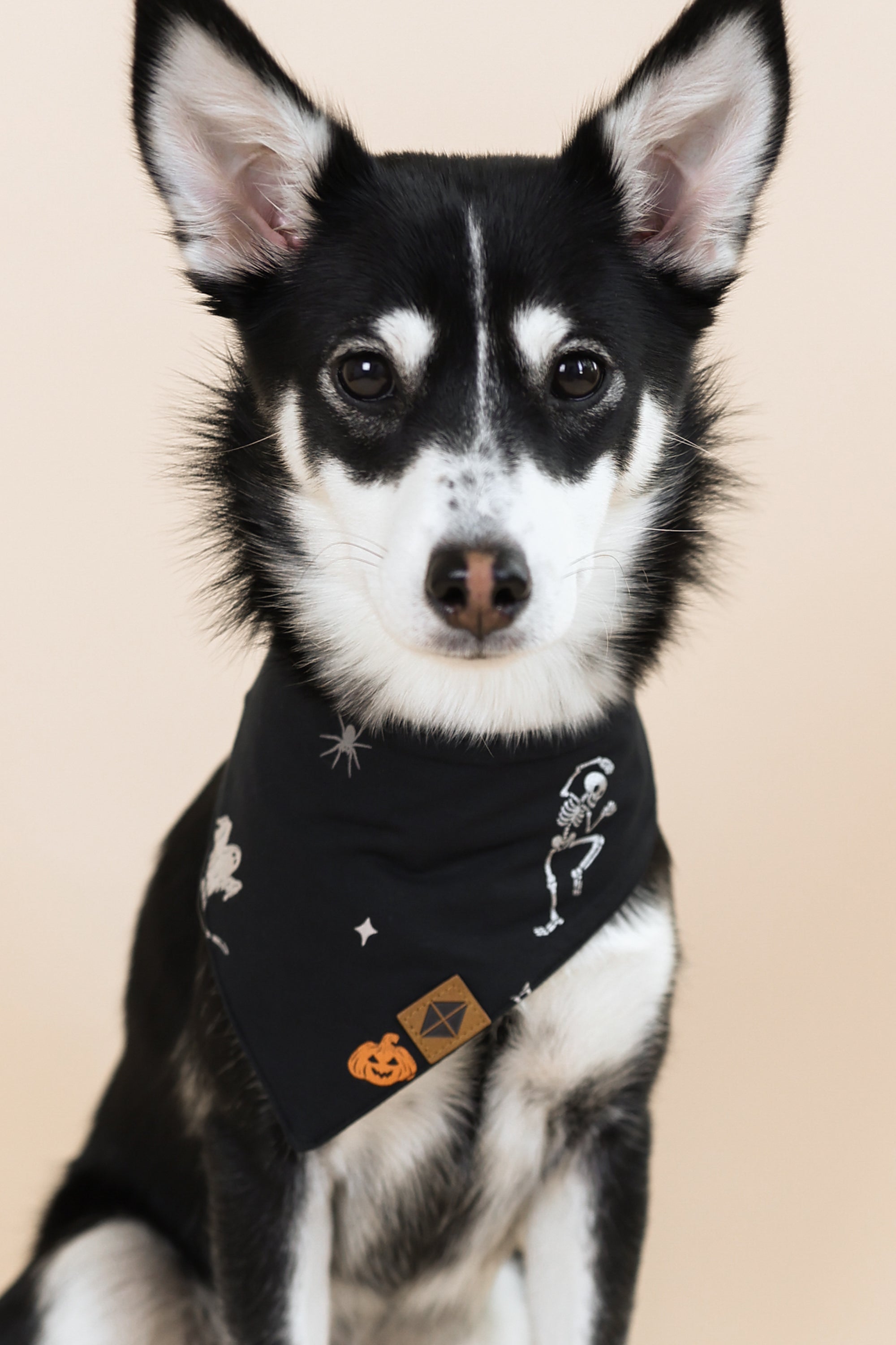 Black and White dog wearing Dog Bandana in Halloween Friends print on a beige background