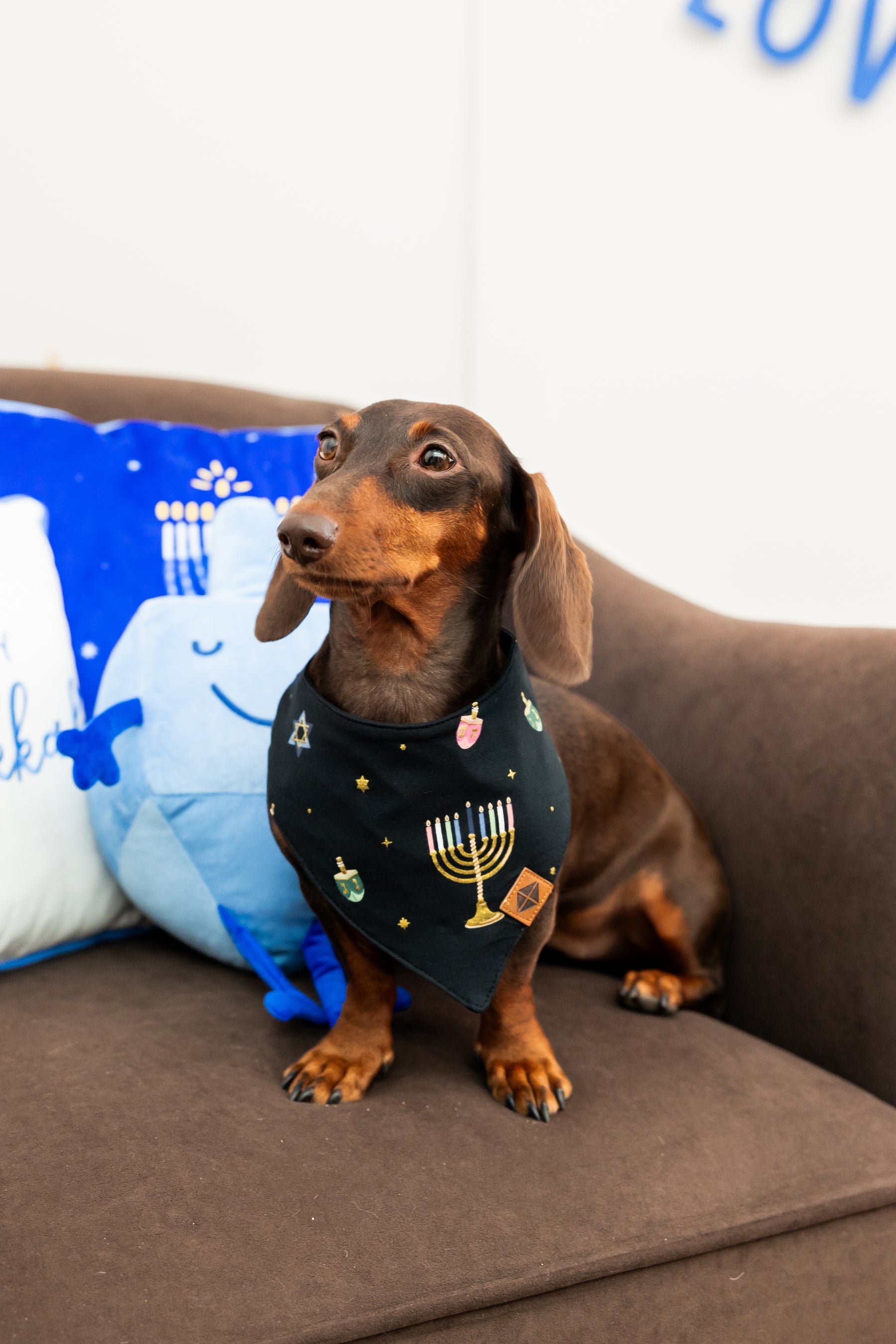 Dog sitting on a couch with a bandana on in hanukkah print.