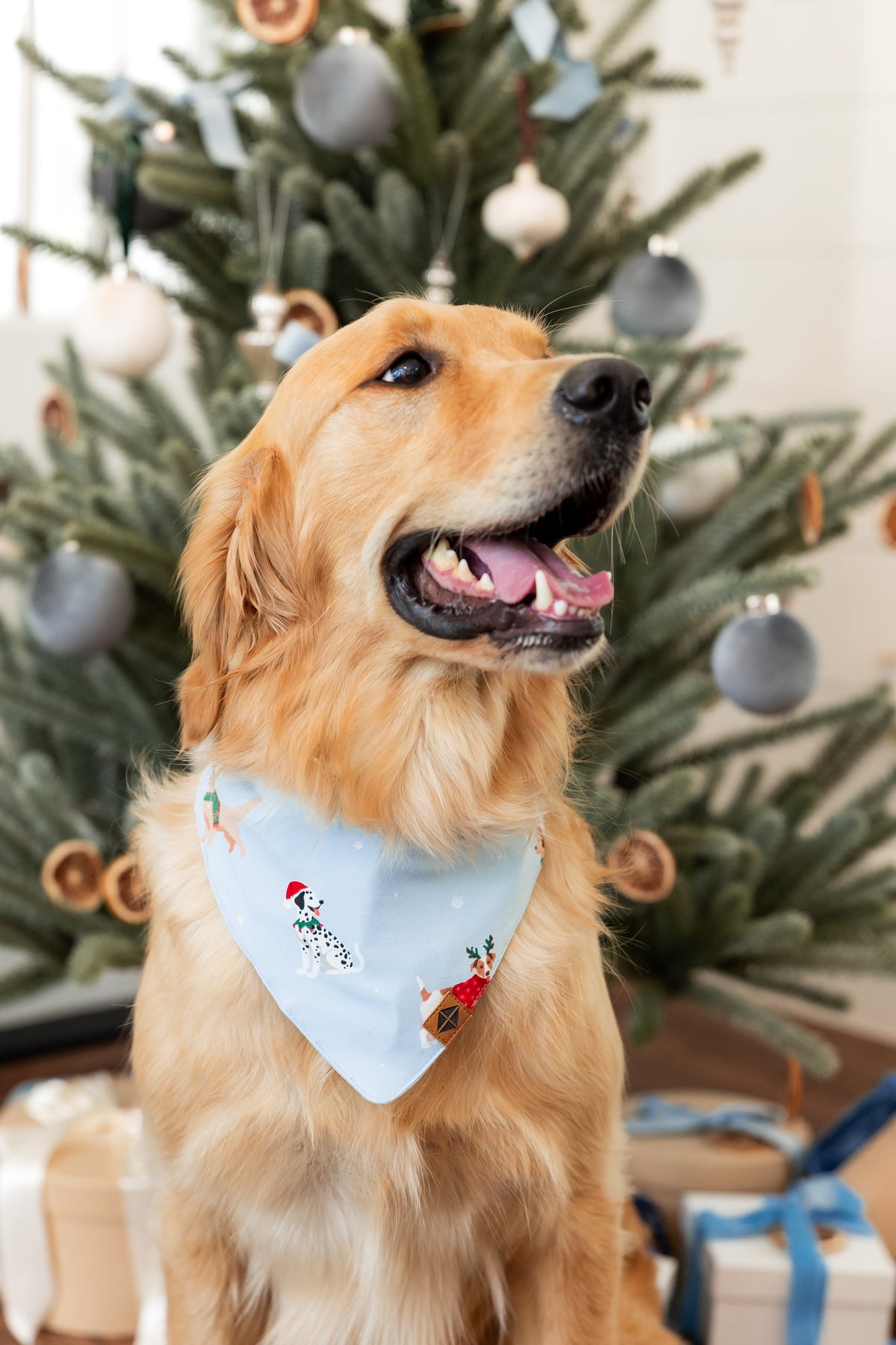 Dog wearing Dog Bandana in Holiday Pups print with Christmas tree in the background