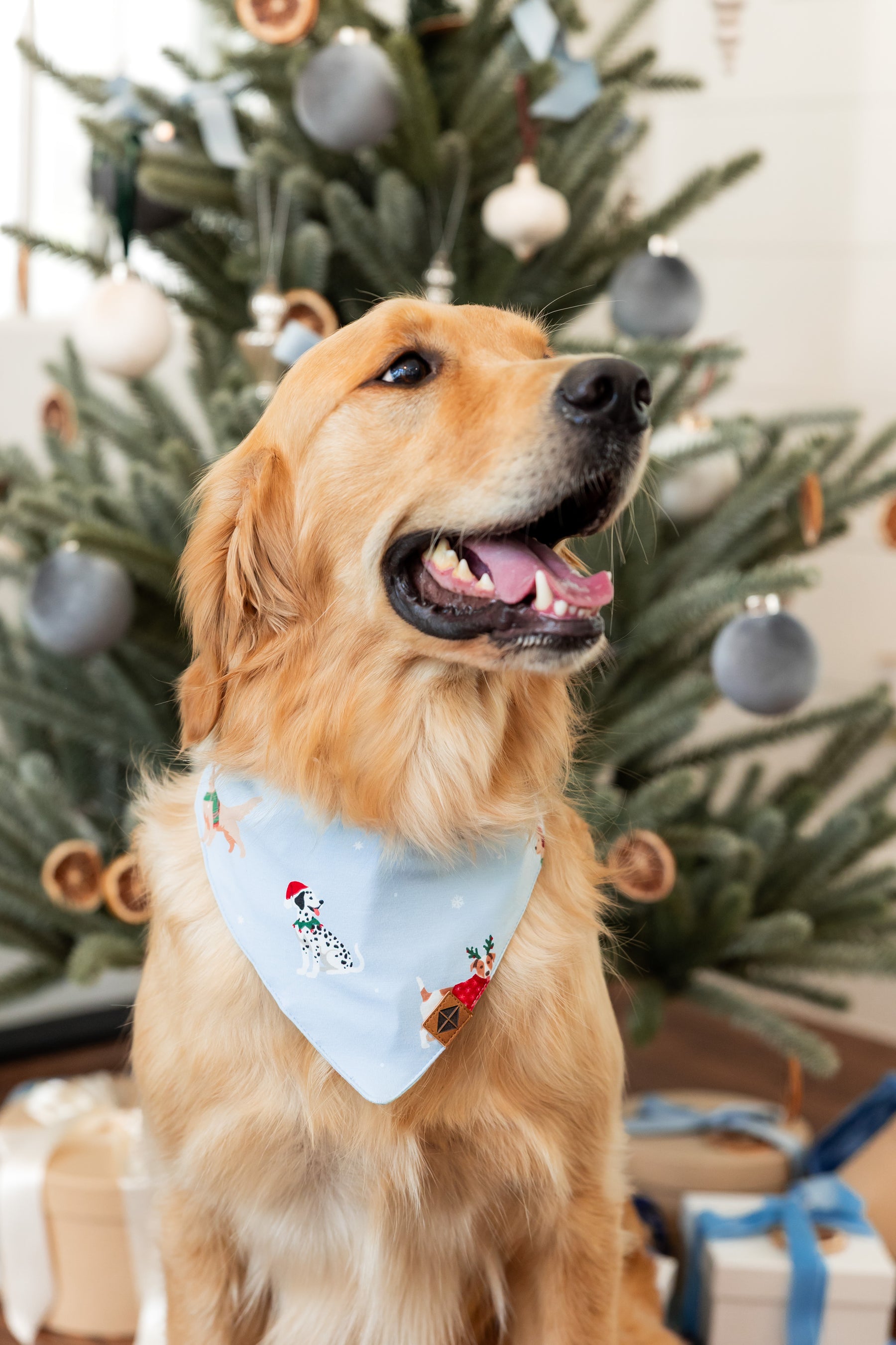 Dog wearing Dog Bandana in Holiday Pups print with Christmas tree in the background