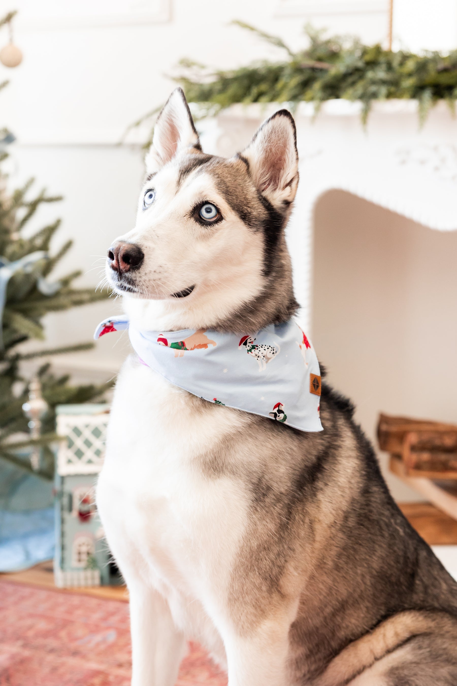 Black and white Dog wearing Dog Bandana in Holiday Pups print