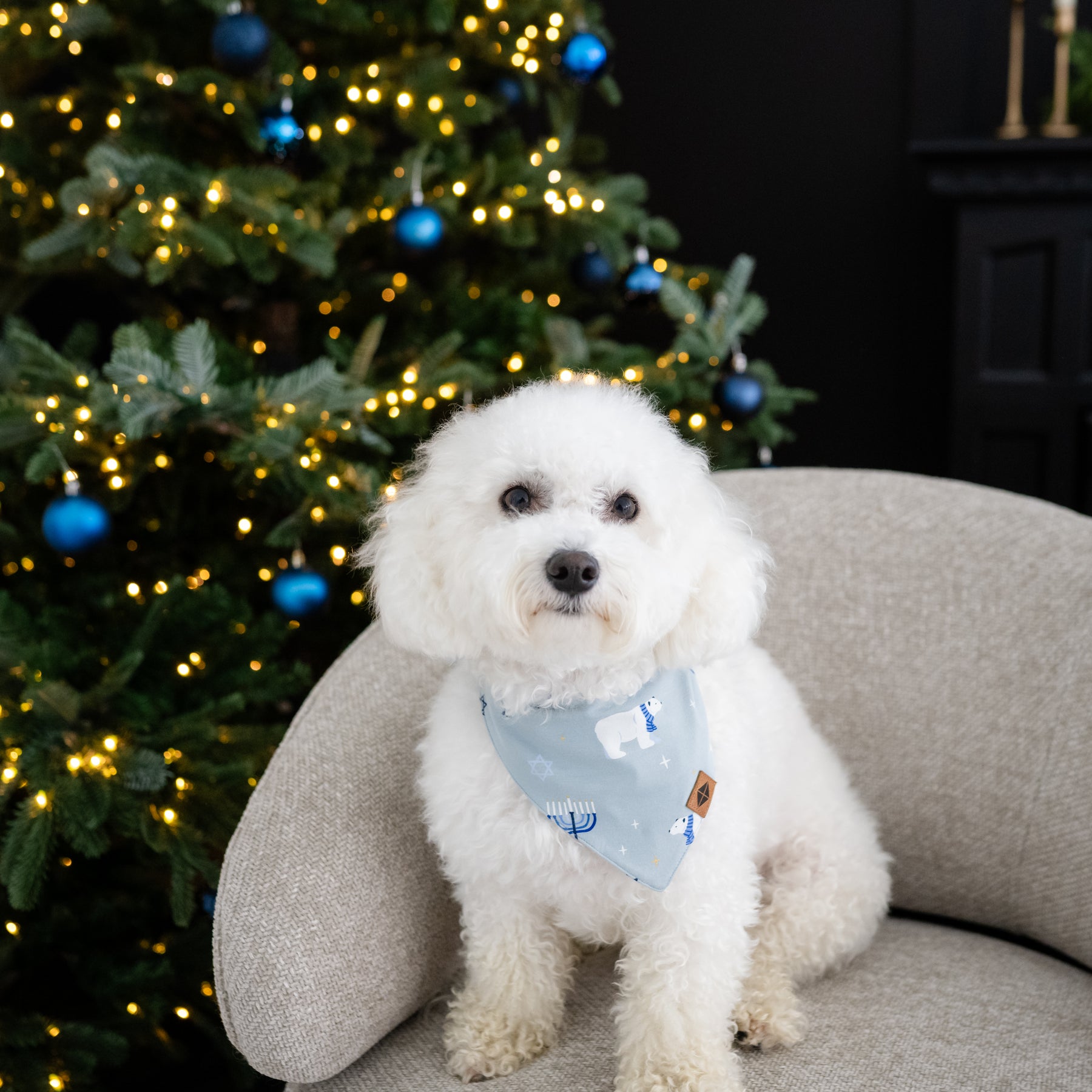 Small white dog sitting on a cushioned chair wearing the Dog Bandana in Polar Lights
