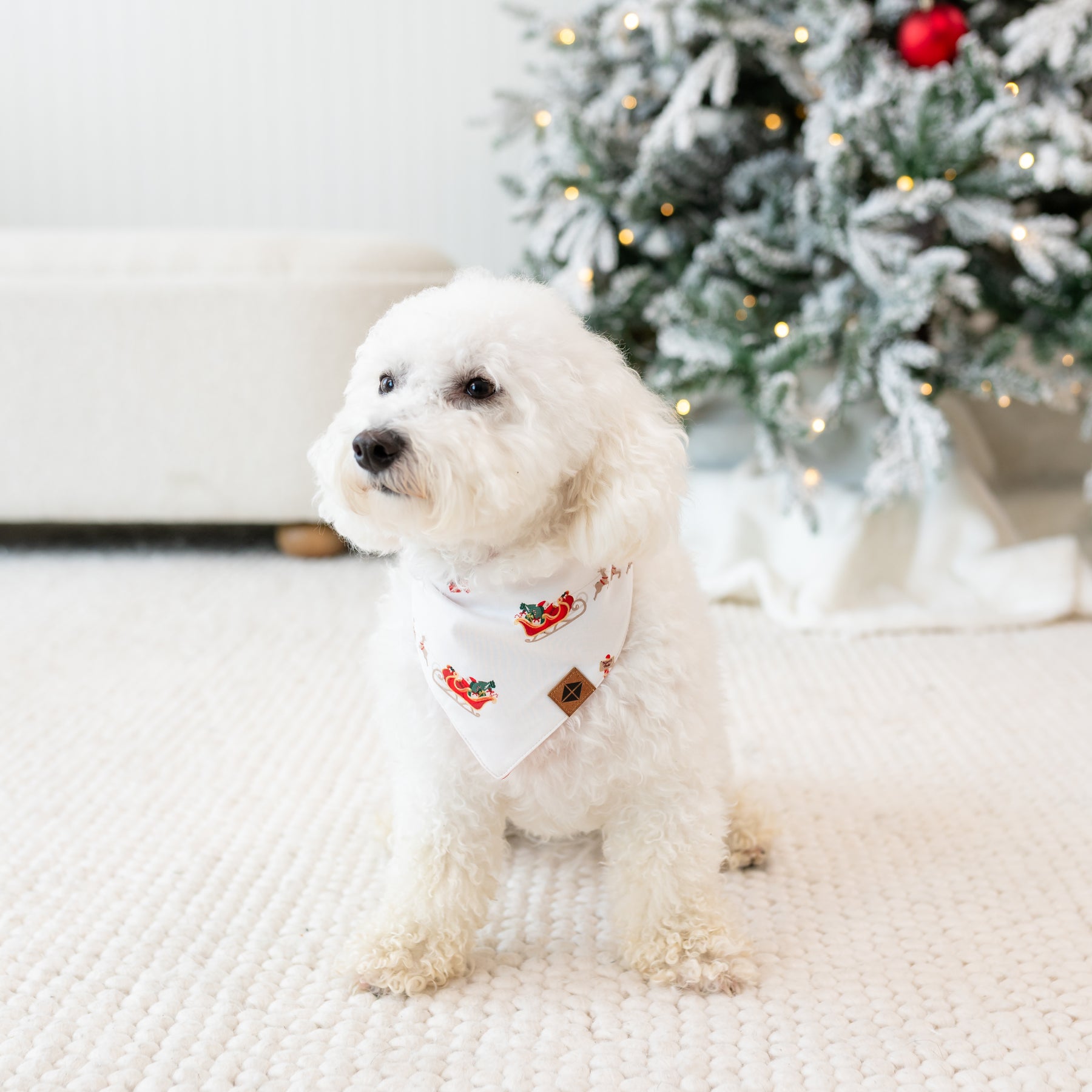 White dog wearing the Dog Bandana in Santa Sleigh