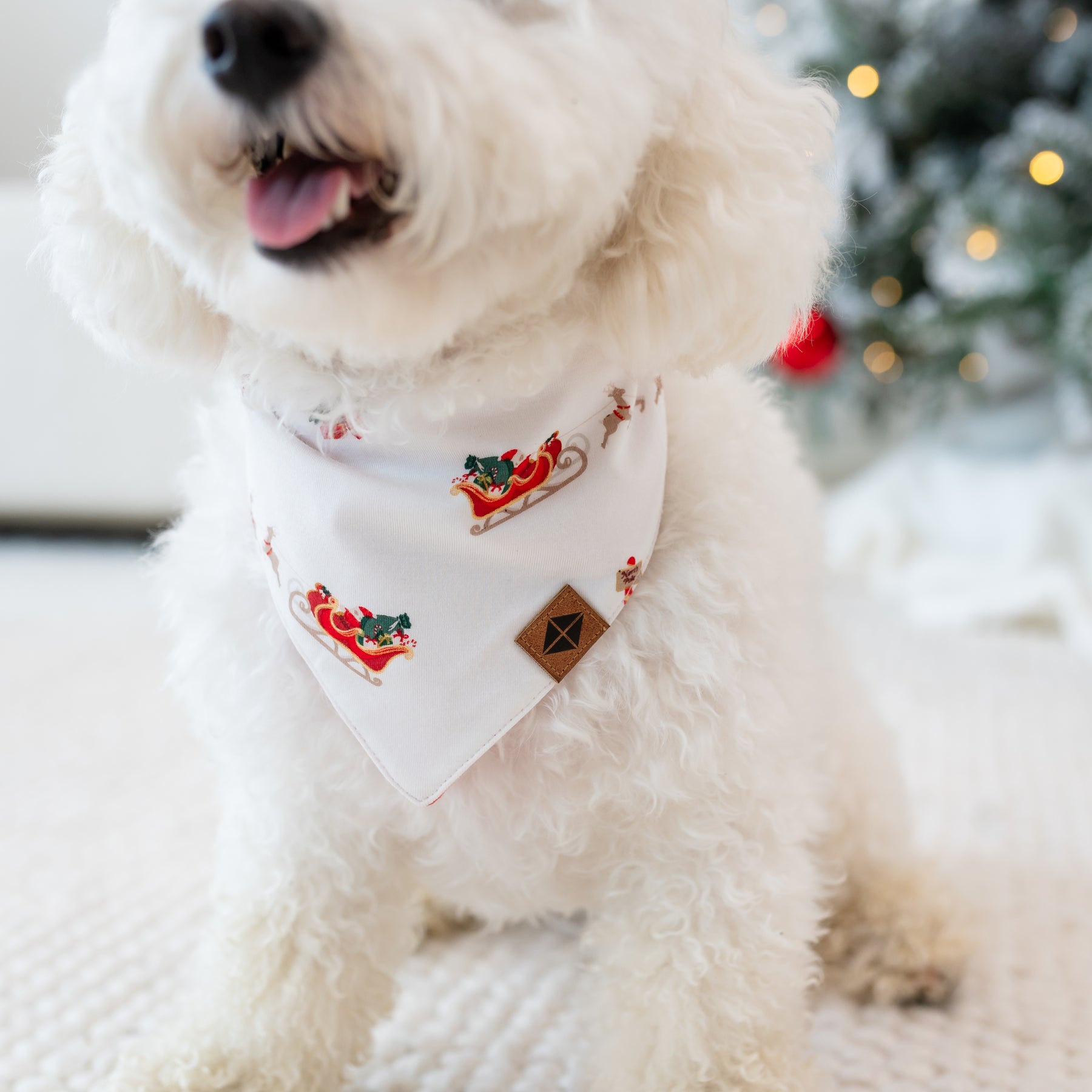 Close up of the Dog Bandana in Santa Sleigh shown on a small dog