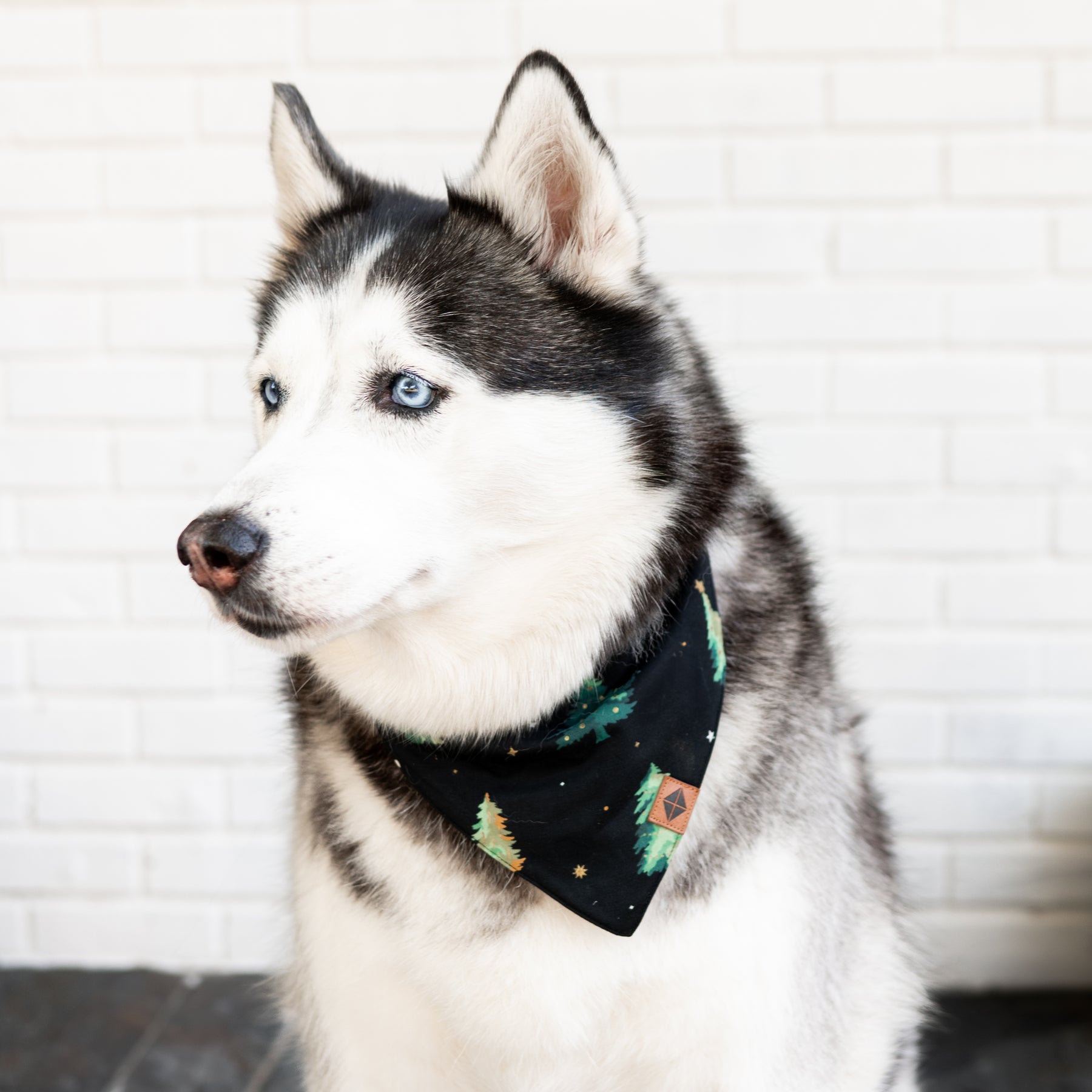 Husky Dog wearing the Dog Bandana in Twinkle Tree