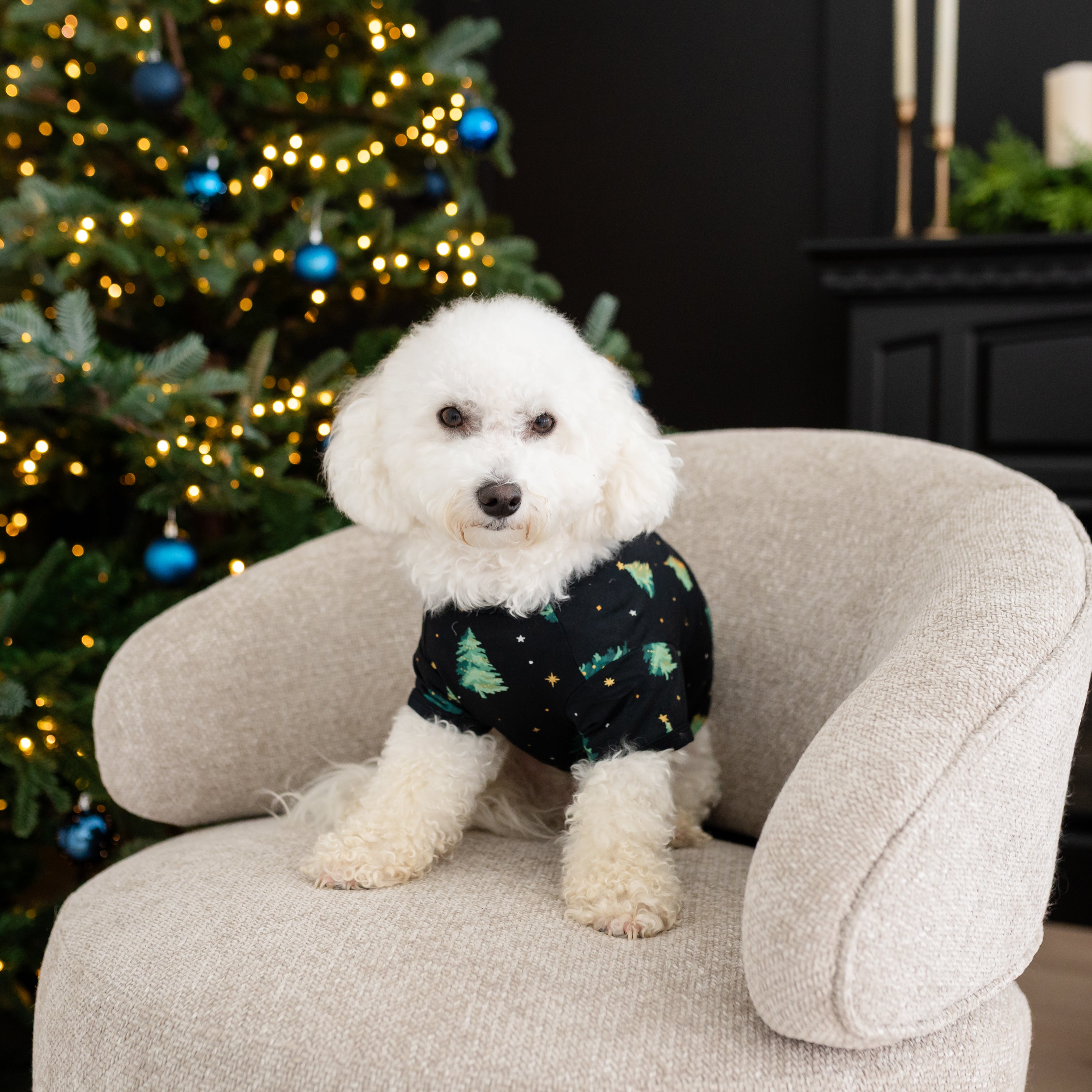 Small white dog sitting on a chair in front of a Christmas tree wearing the Dog Tee in Twinkle Tree