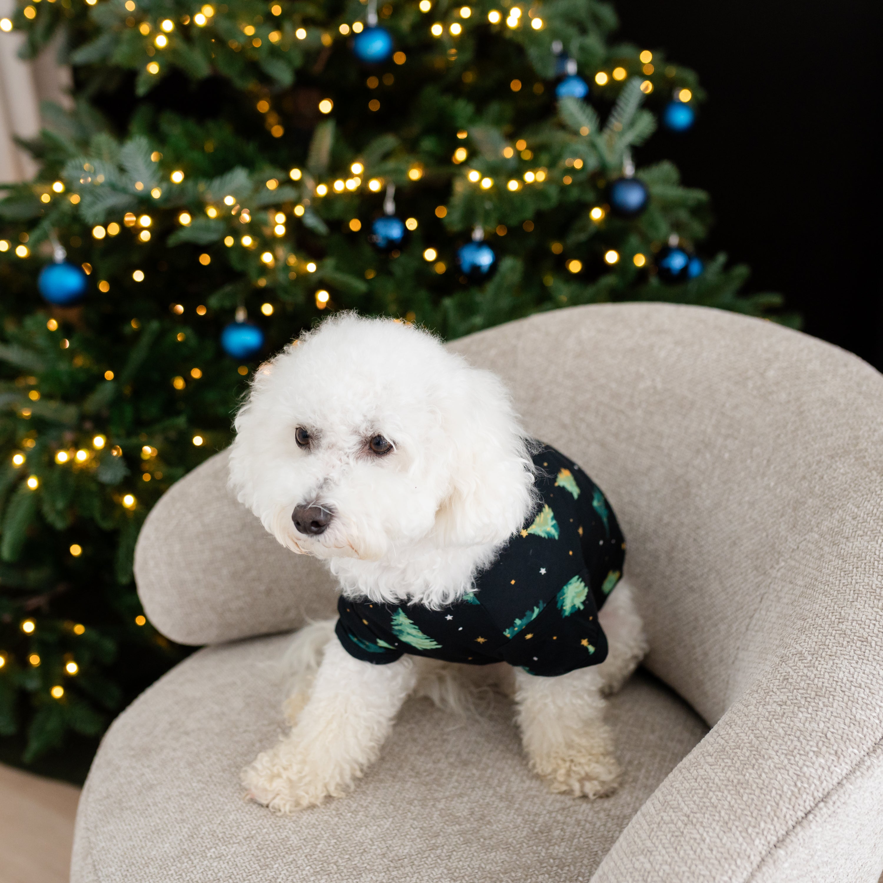 Small white dog sitting on a chair wearing the Dog Tee in Twinkle Tree
